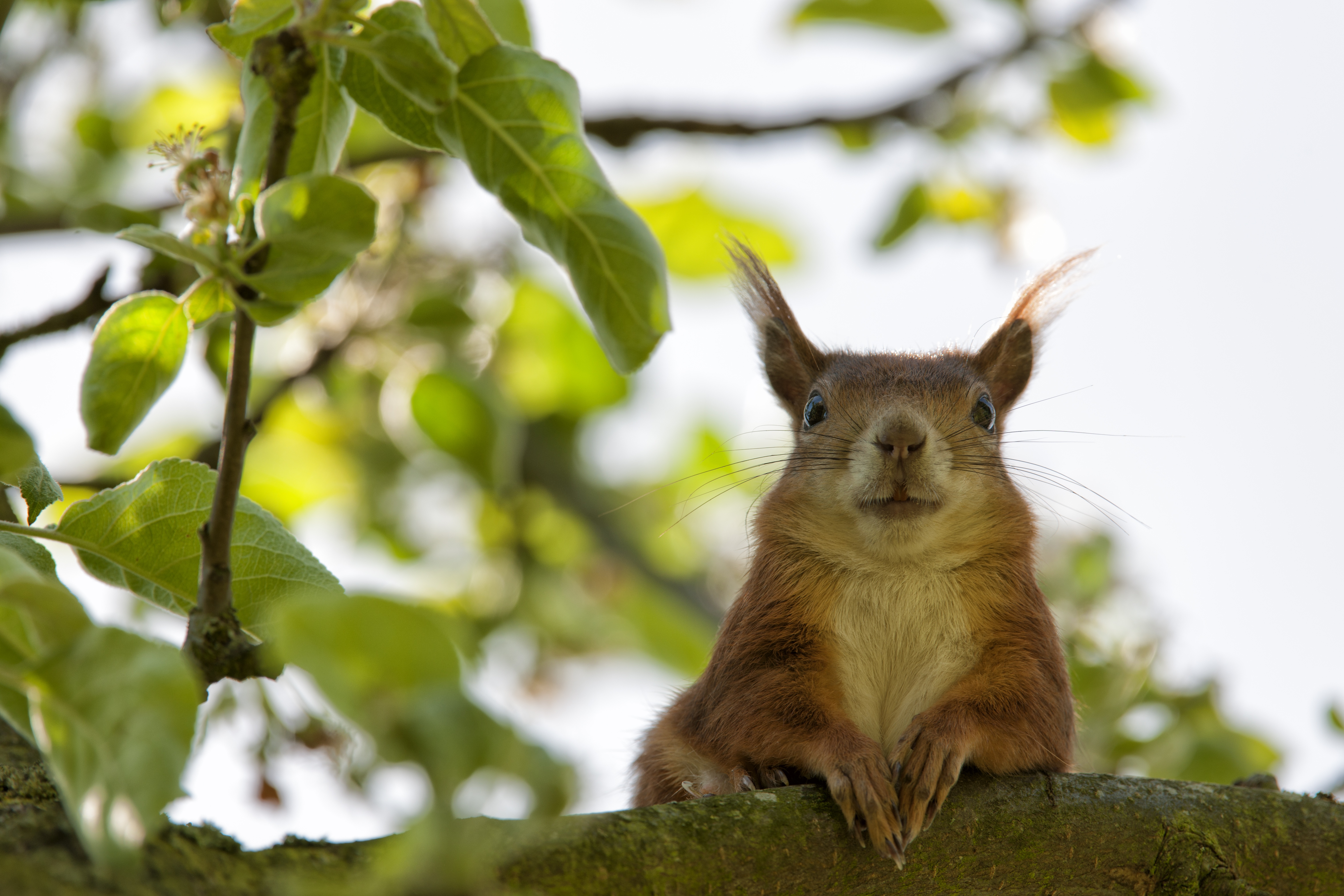 Laden Sie das Sitzen, Schnauze, Cool, Tiere, Eichhörnchen-Bild kostenlos auf Ihren PC-Desktop herunter