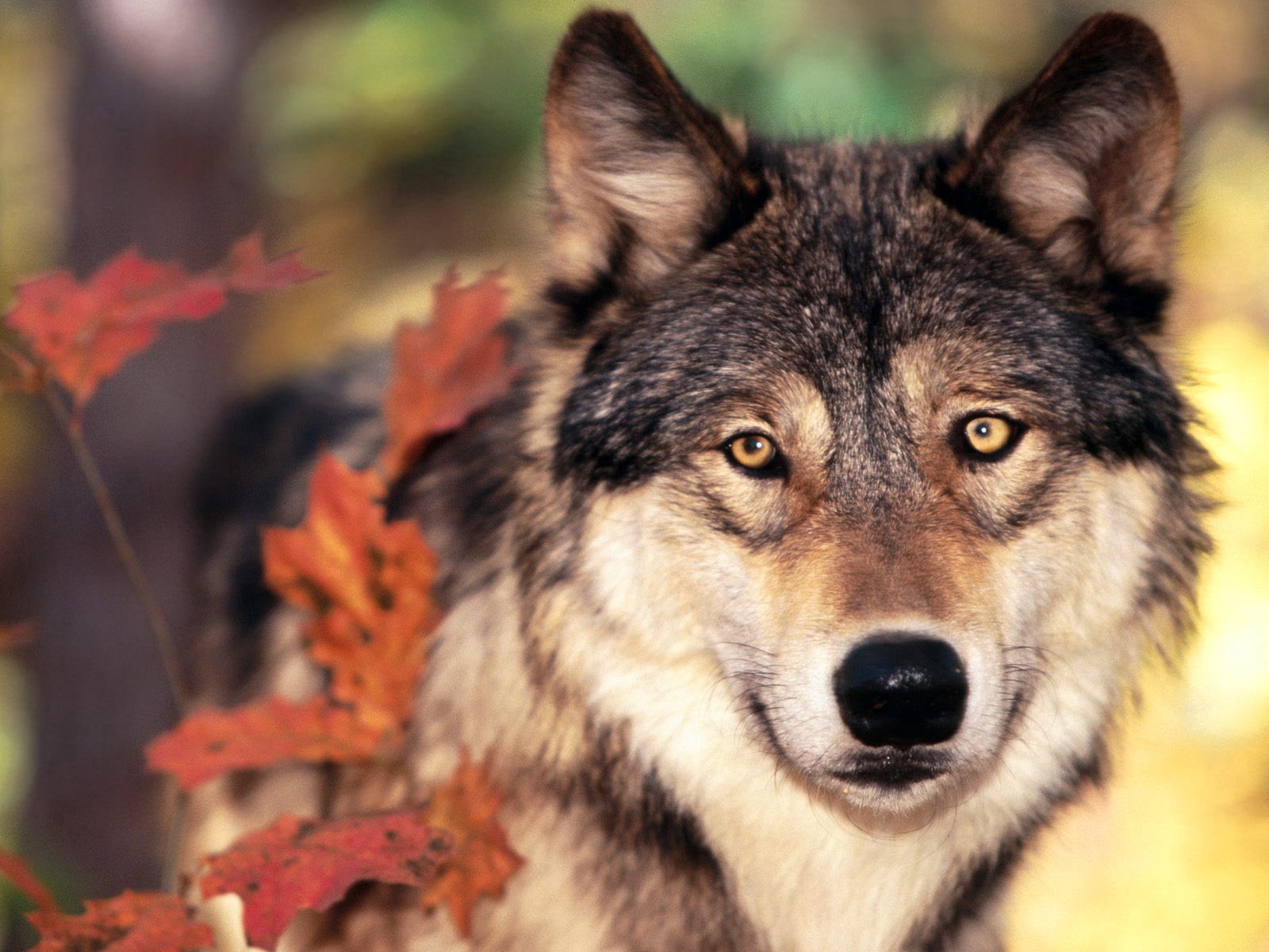 wolf, animals, muzzle, sight, opinion, nose QHD