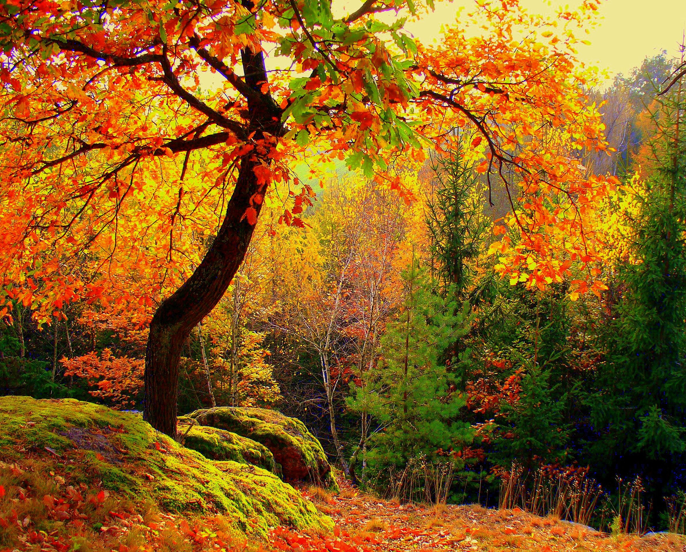 trees, landscape, nature, autumn, forest lock screen backgrounds