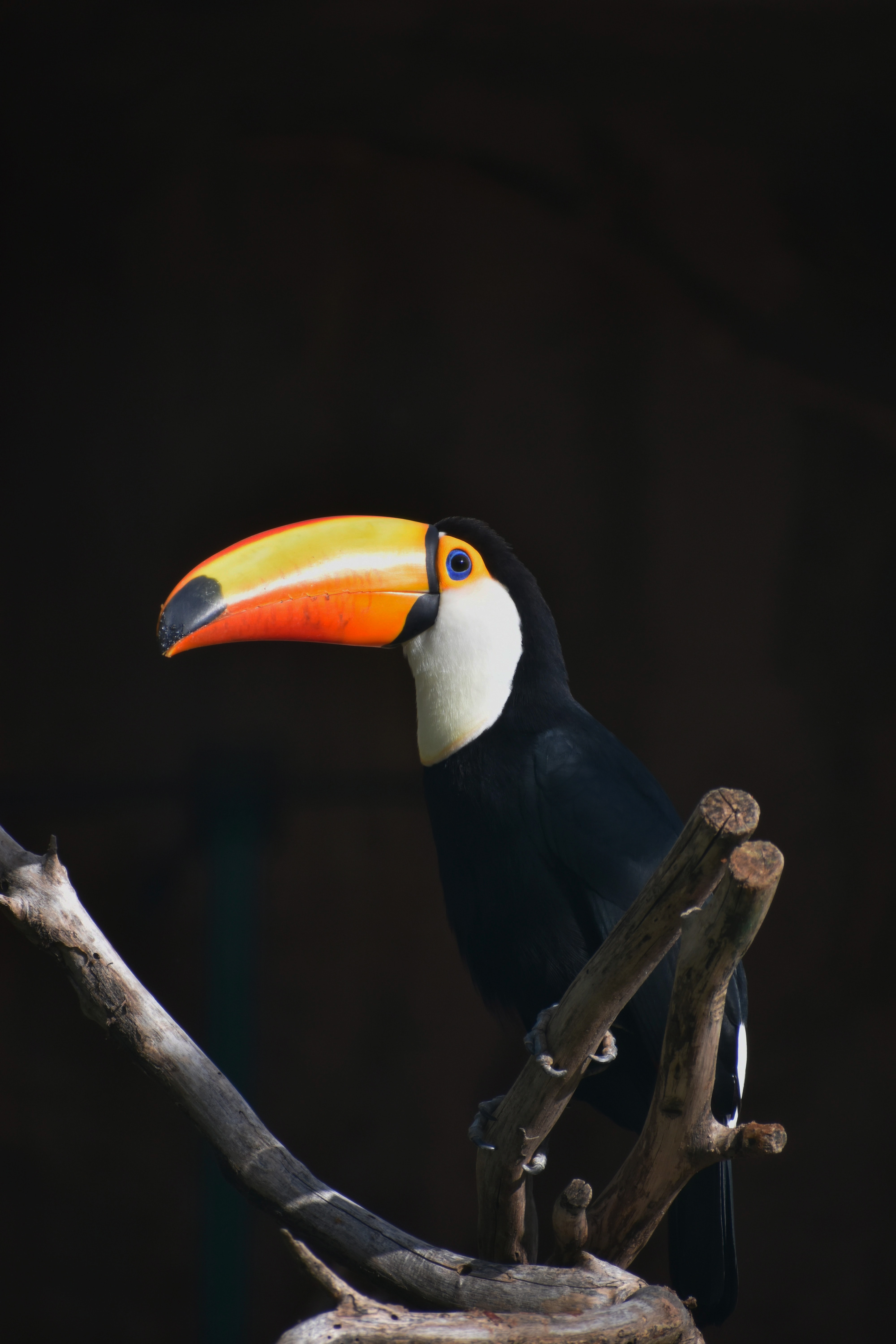 toucan, animals, bird, beak, branch 5K