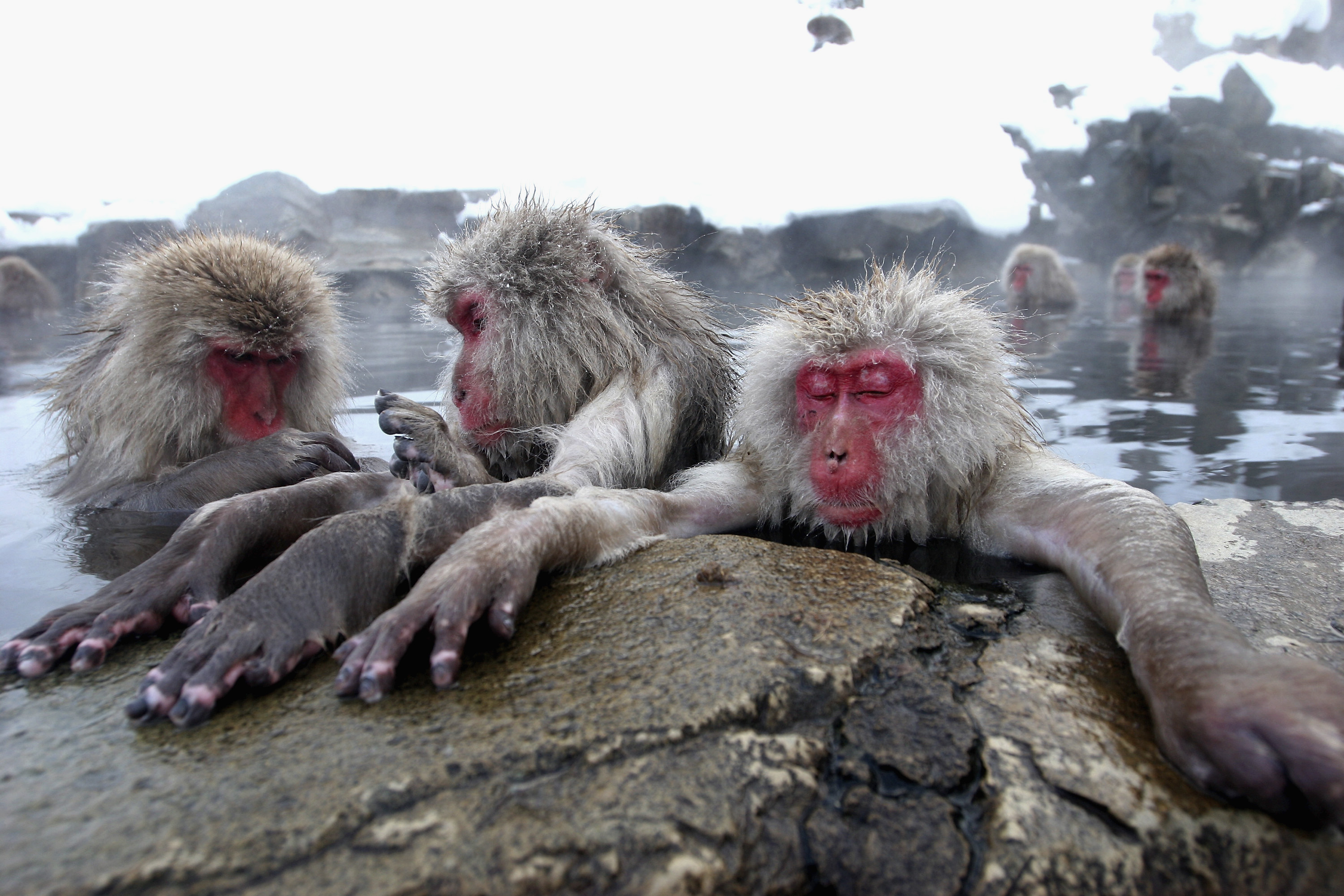 обезьяны на горячих источниках в японии