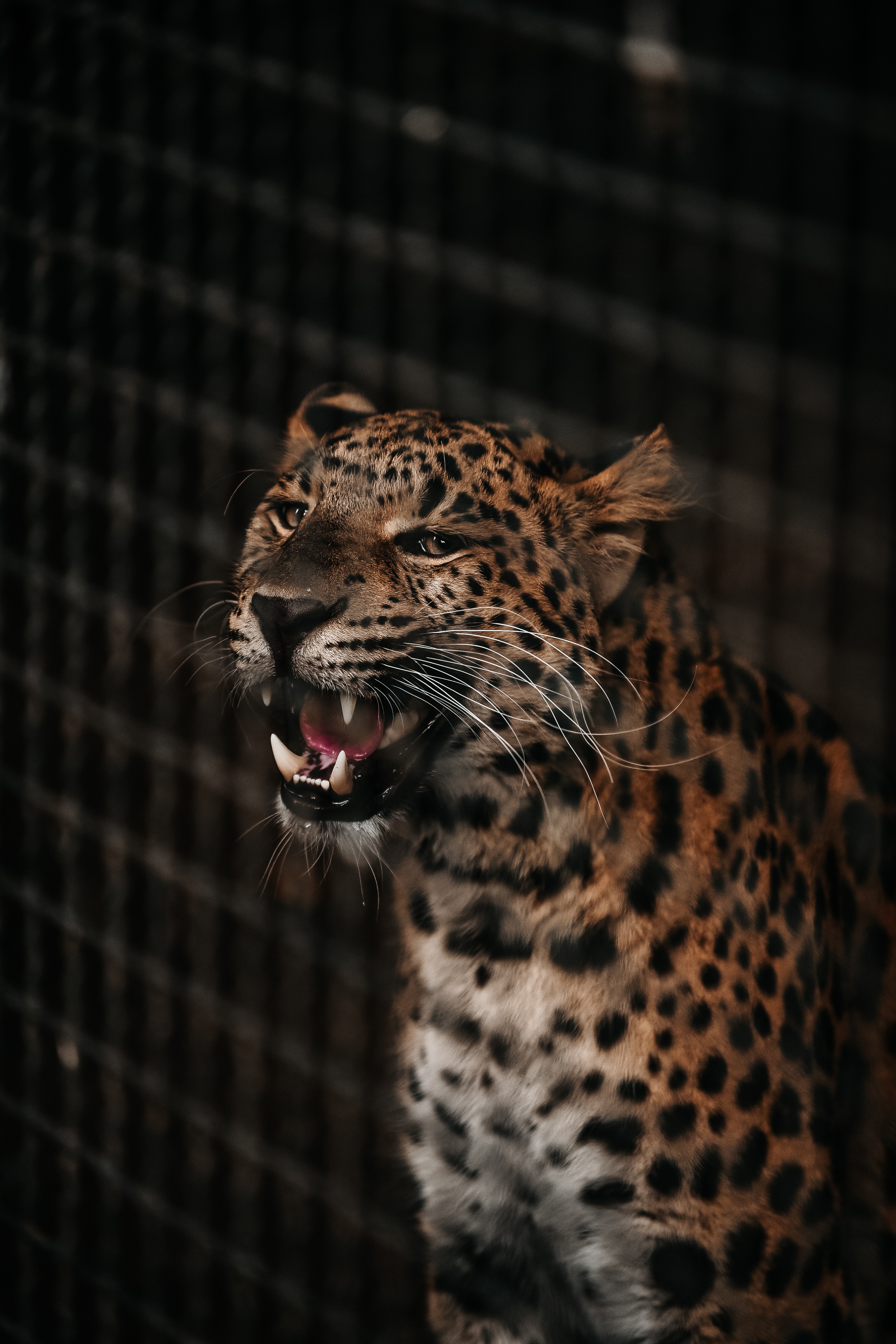 Best Cheetah Full HD Wallpaper
