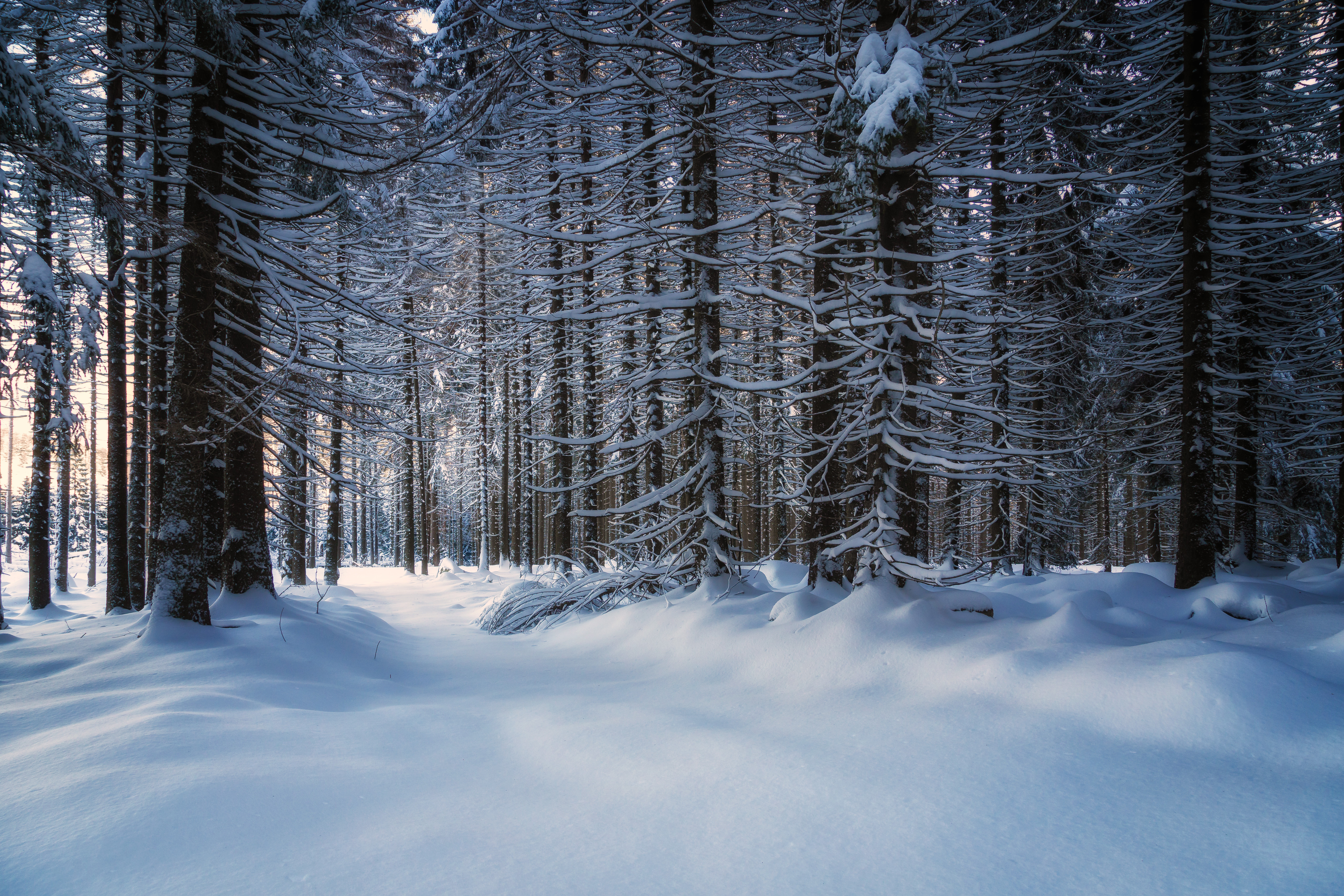 126299 скачать картинку заснеженный, природа, деревья, снег, лес - обои и заставки бесплатно