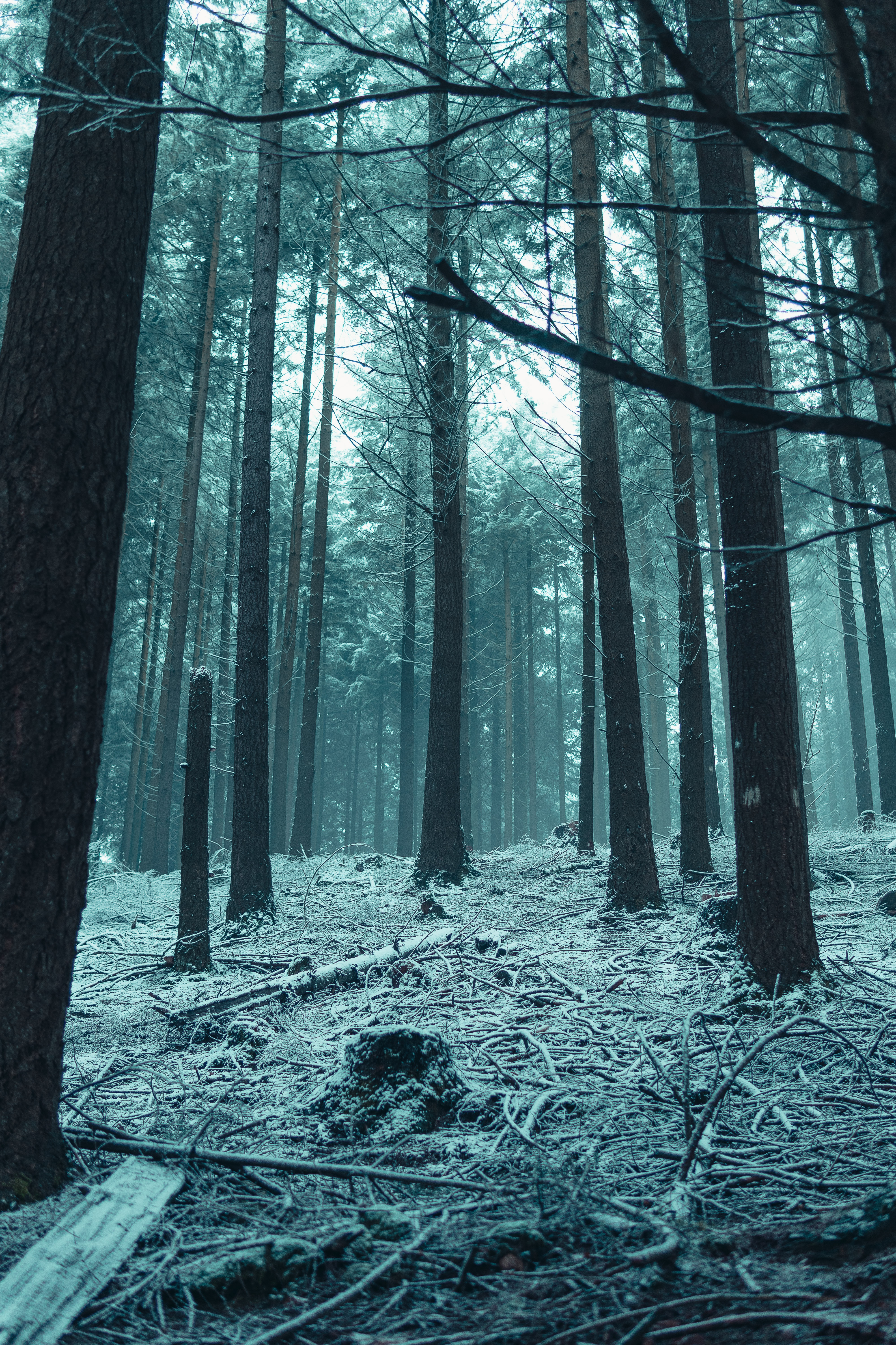 nature, trees, snow, forest, branches, winter forest
