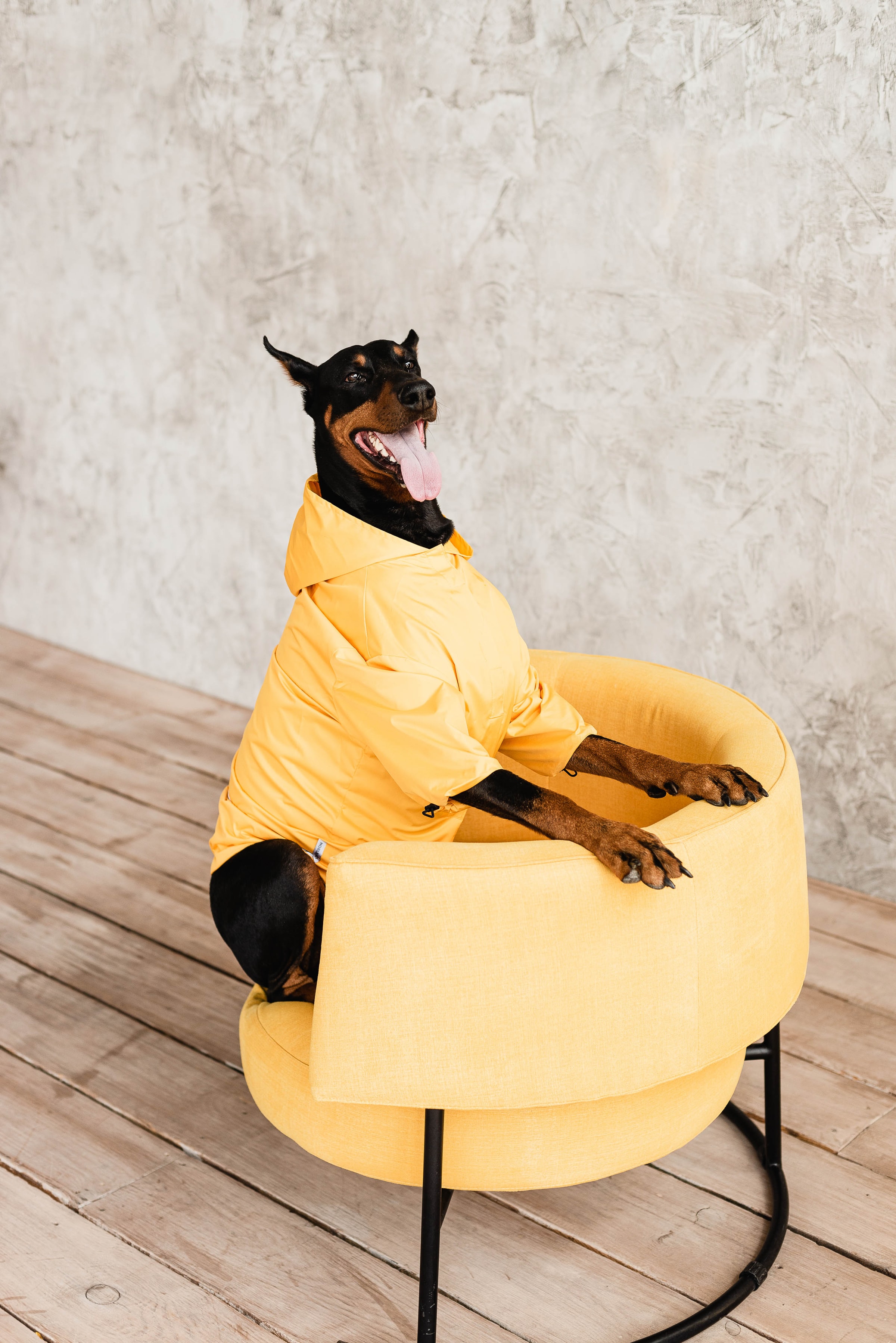 animals, dog, pet, protruding tongue, tongue stuck out, armchair, doberman Smartphone Background