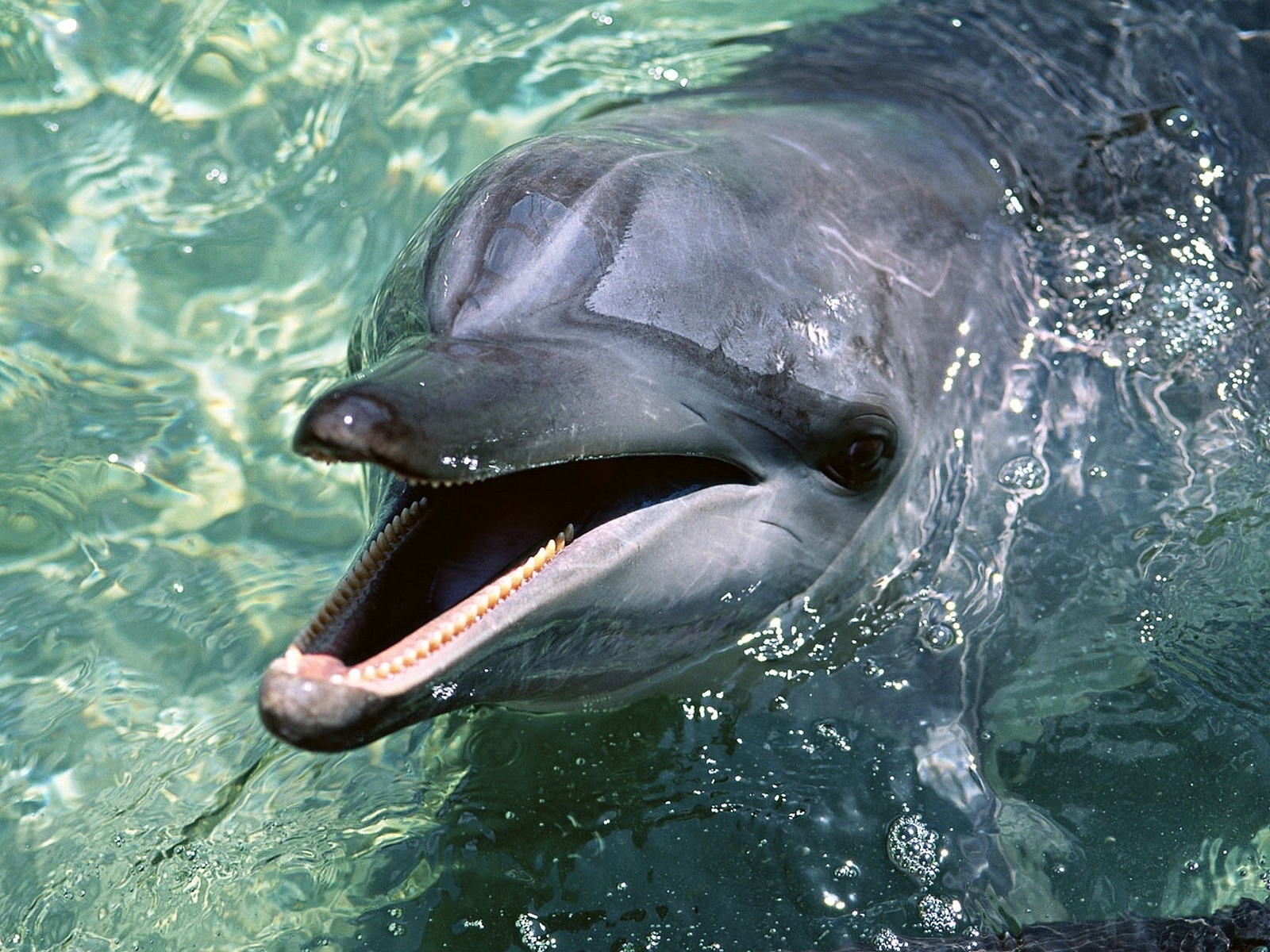 Descarga gratuita de fondo de pantalla para móvil de Delfines, Agua, Animales.