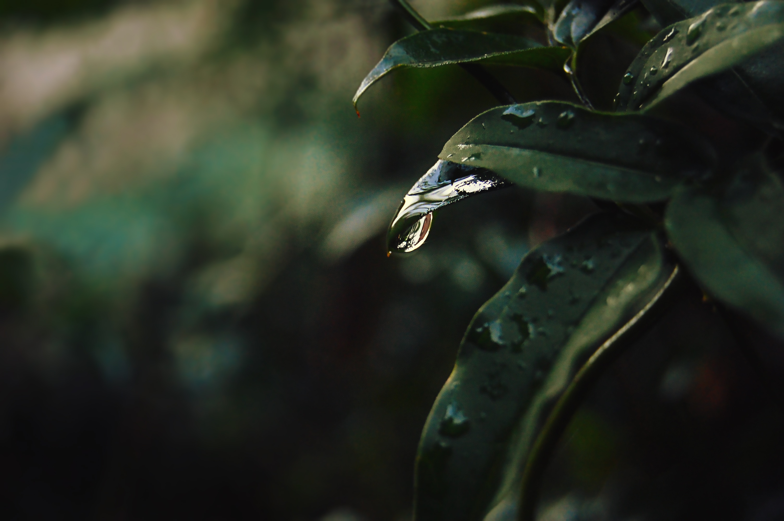 Download mobile wallpaper Sheet, Macro, Smooth, Leaf, Drops, Blur for free.