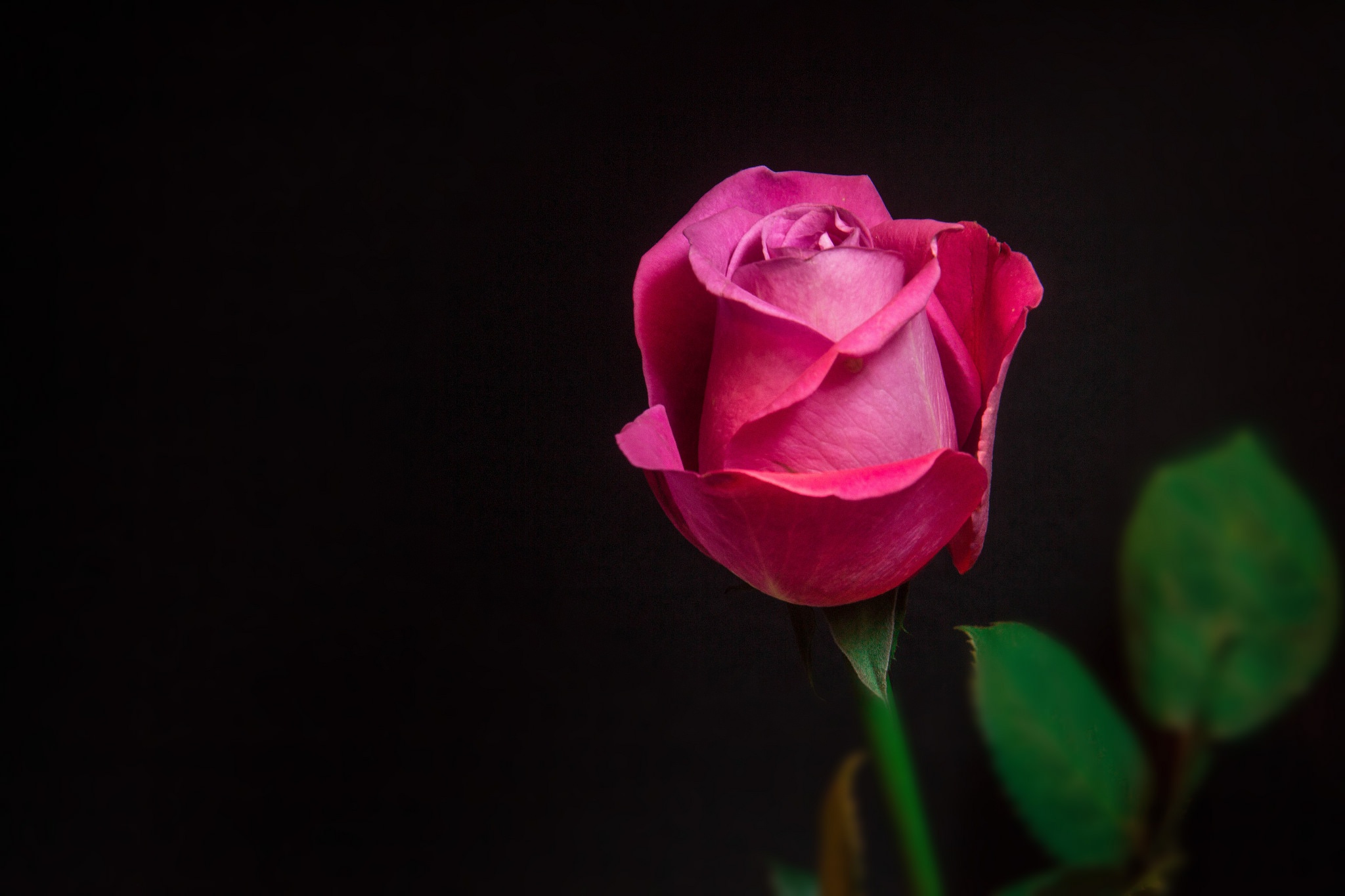 Розовые розы на темном фоне