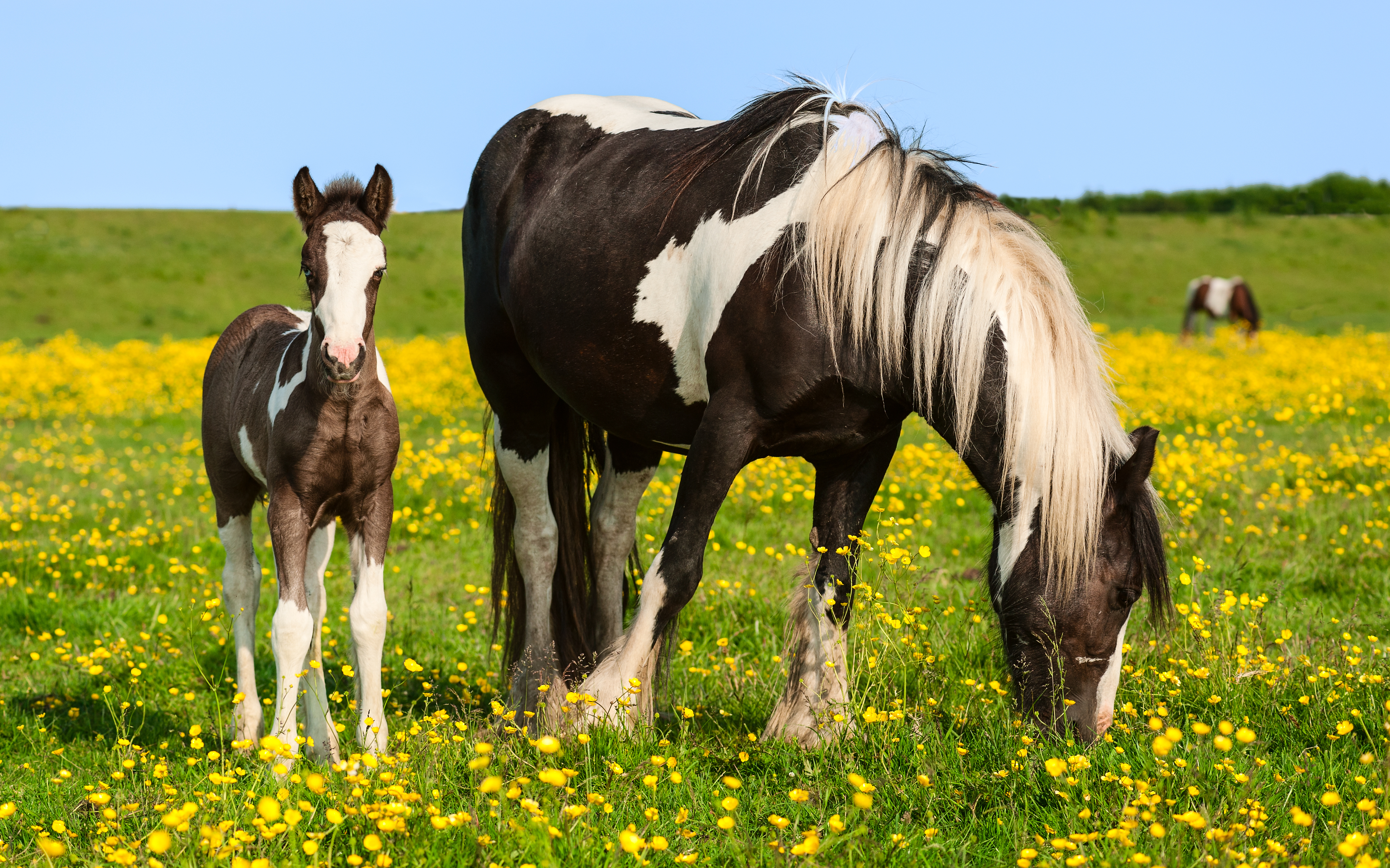 771658 скачать обои животные, лошадь, детеныш животного, трава, пони, желтый цветок - заставки и картинки бесплатно