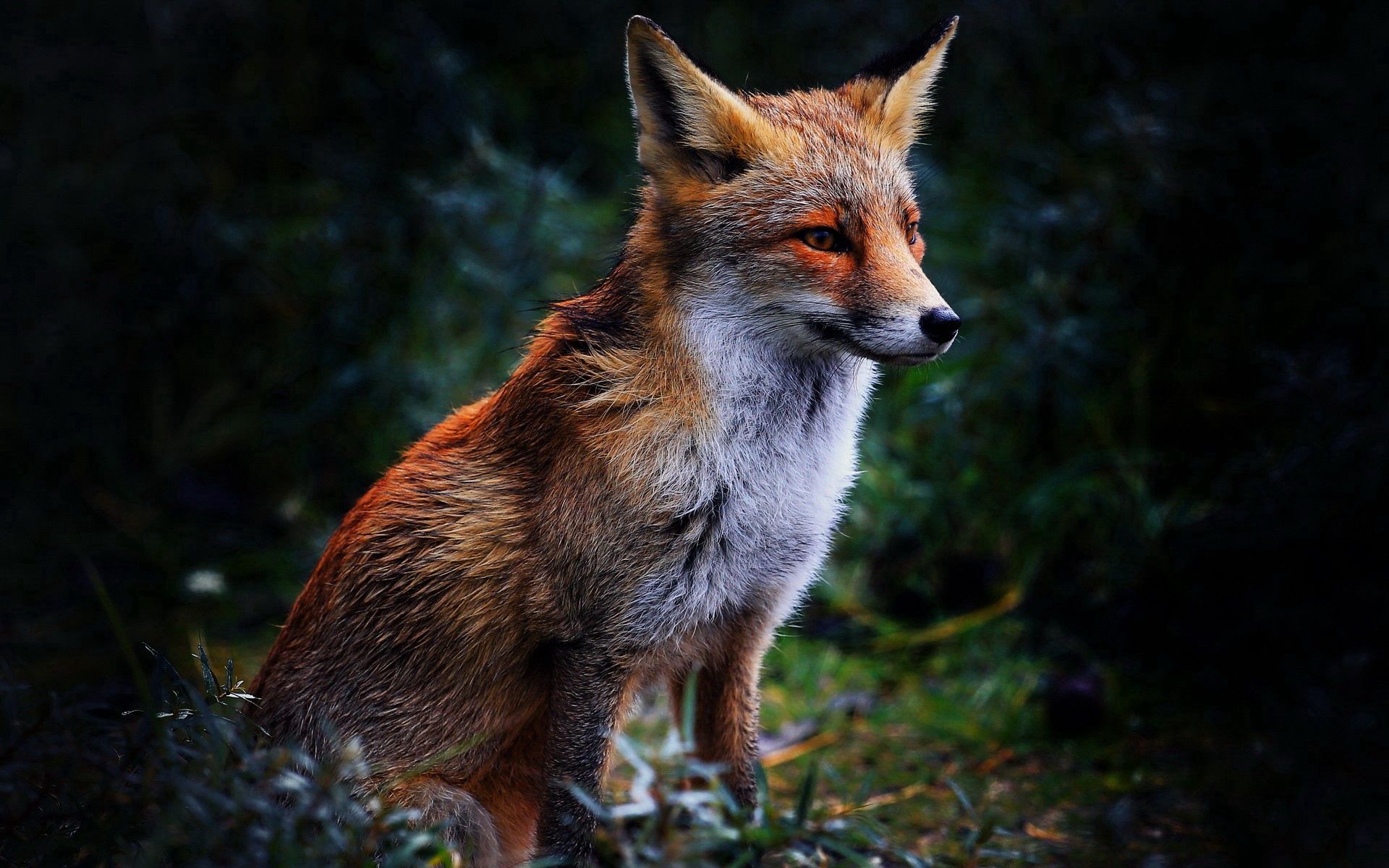 Laden Sie das Sitzen, Ein Fuchs, Grass, Schön, Tiere, Fuchs-Bild kostenlos auf Ihren PC-Desktop herunter