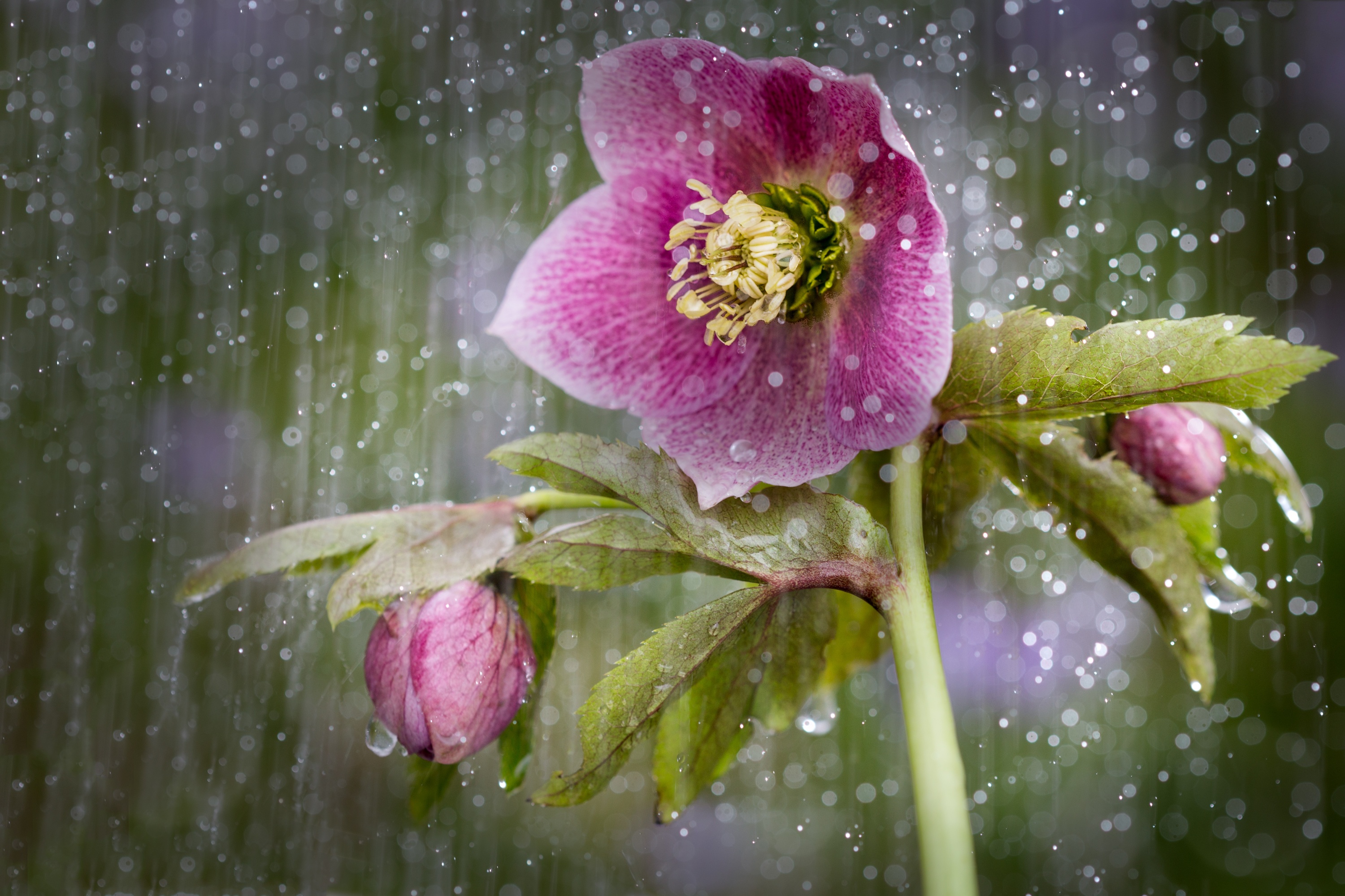 Beautiful Pink Flowers Stock Photo  Download Image Now  Rain Flower  Plant  iStock