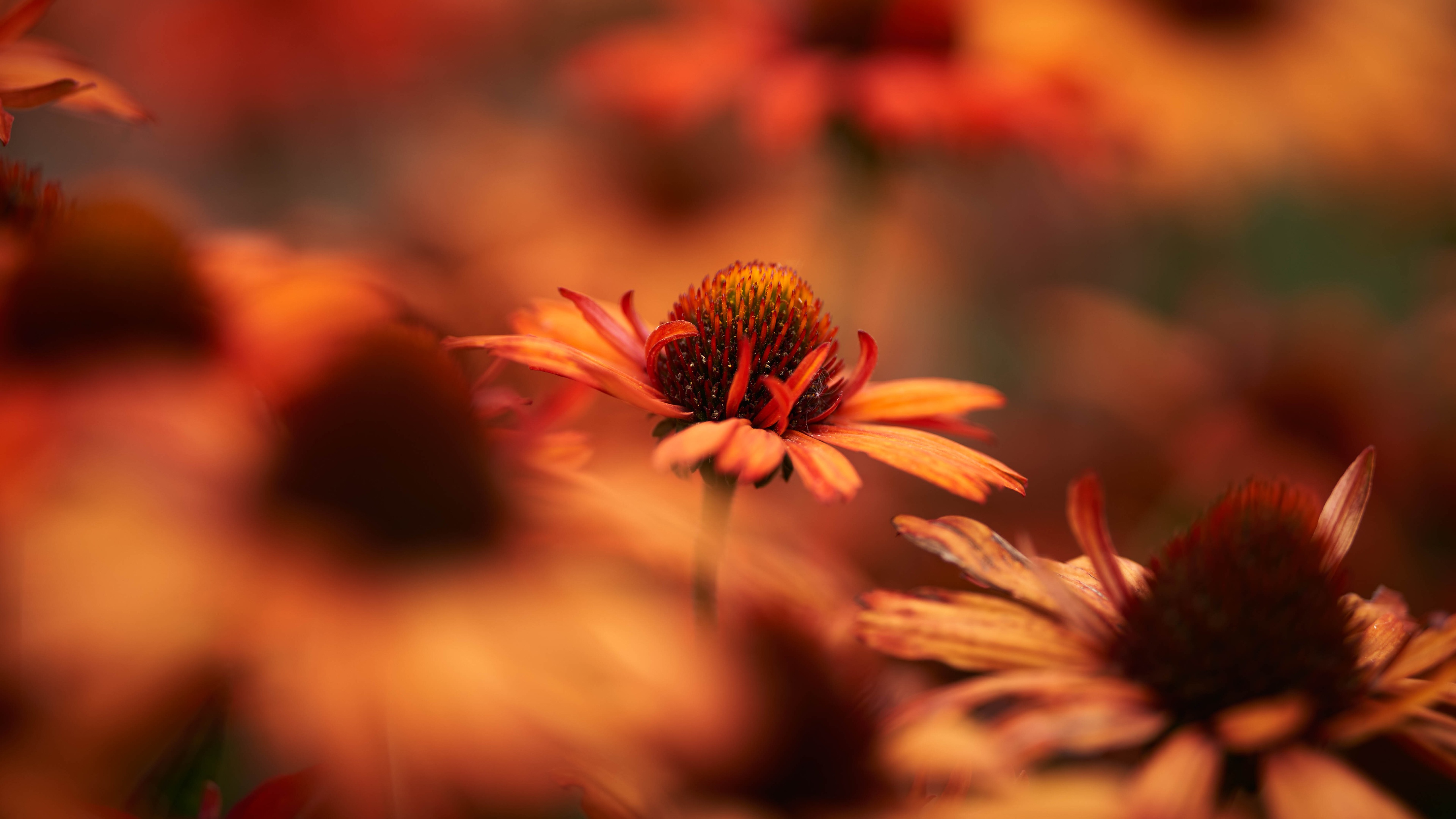 Best Mobile Rudbeckia Backgrounds