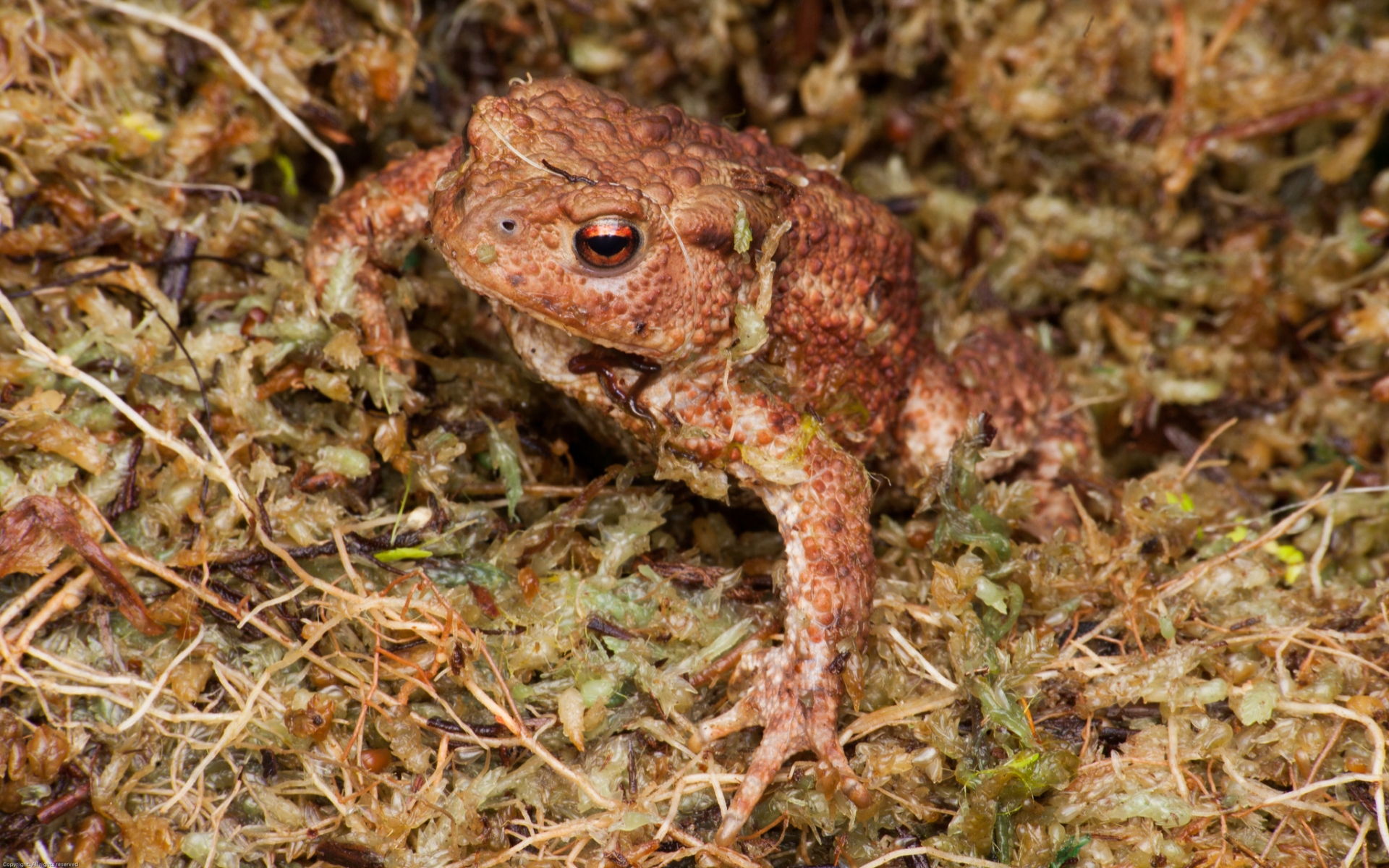 animal, toad wallpapers for tablet