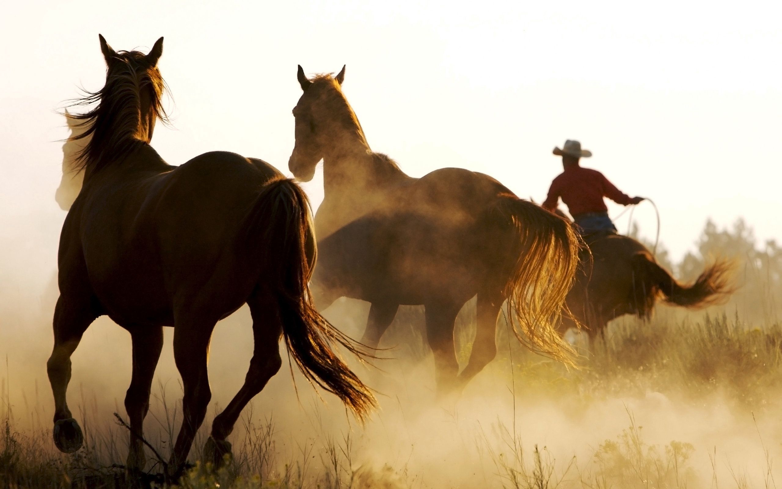 75620 скачать обои лошади, животные, пыль, табун, бег - заставки и картинки бесплатно