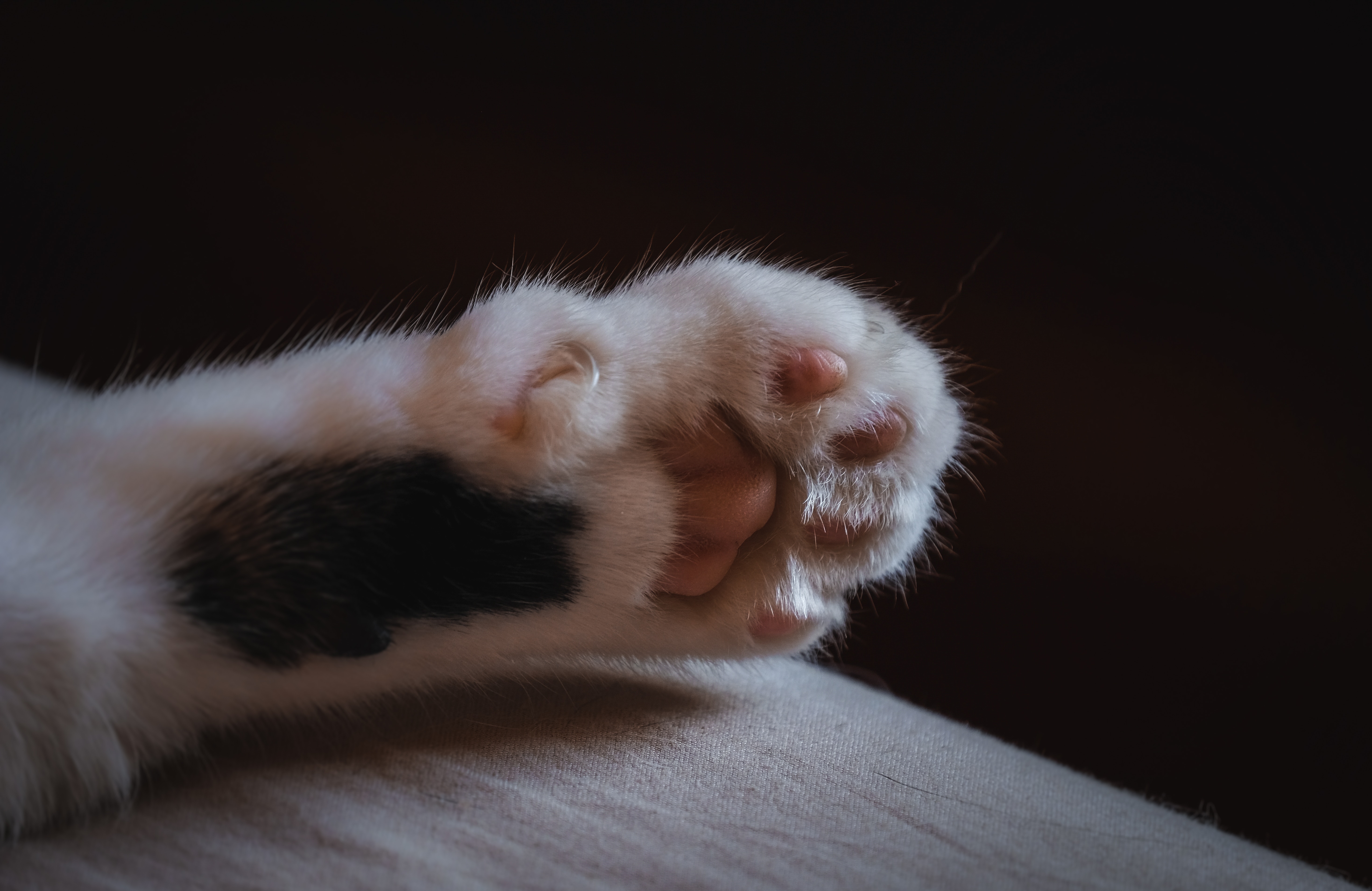 Download mobile wallpaper Wool, Claws, Paw, Animals, Cat for free.