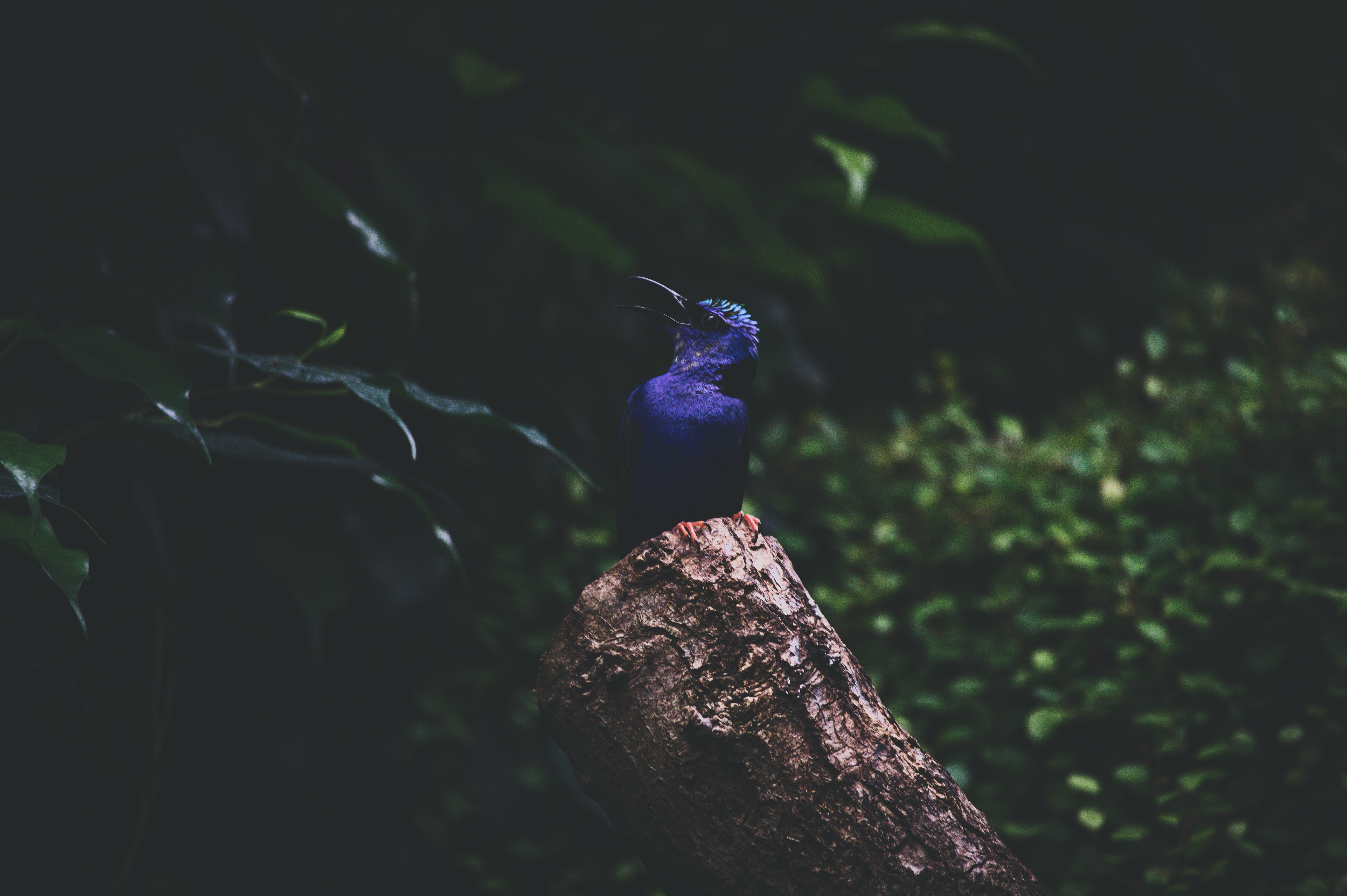 dark, bird, foliage, kingfisher Phone Background