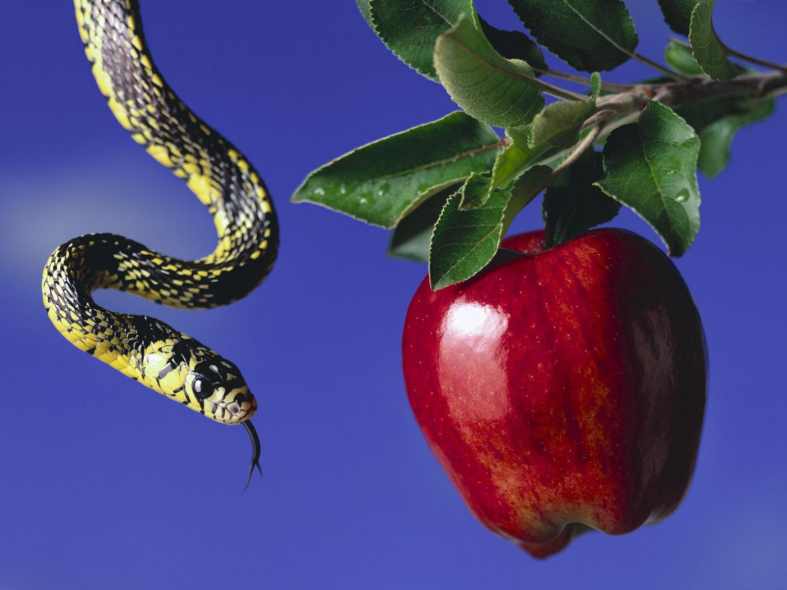 Ева змей искуситель яблоко