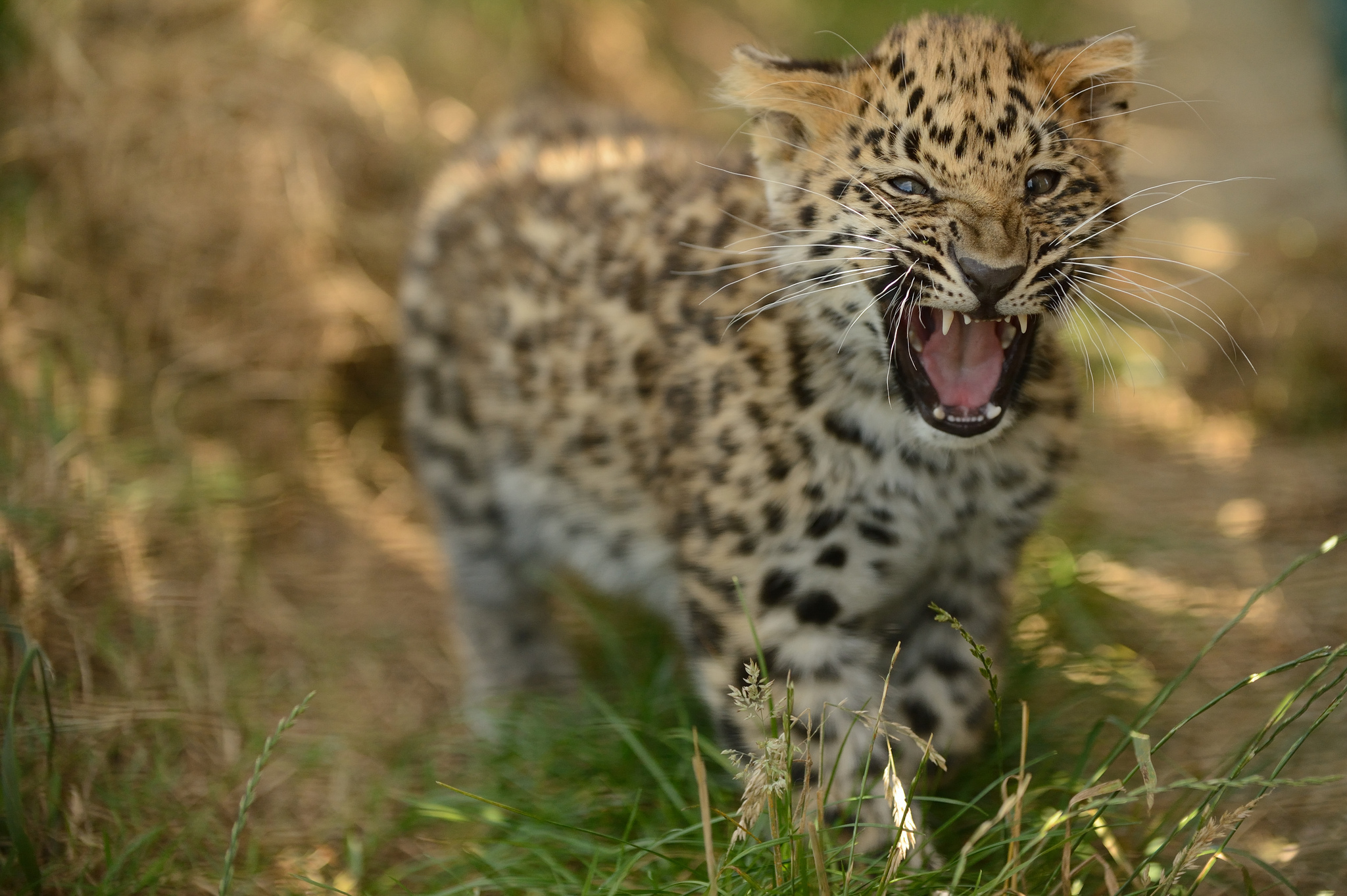 491741 Hintergrundbild herunterladen tiere, leopard, amur leopard, jungtier, katzen - Bildschirmschoner und Bilder kostenlos