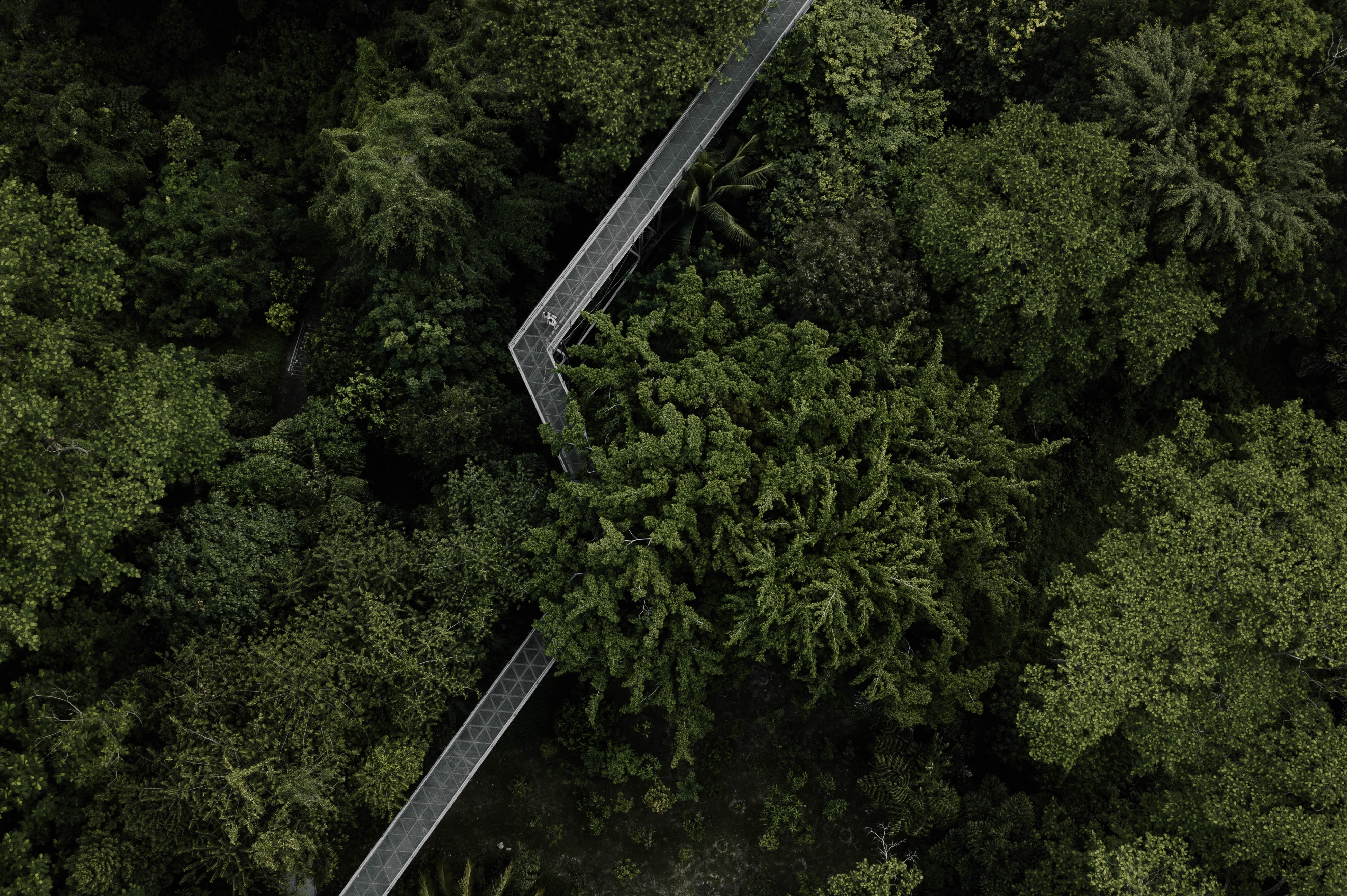 109851 télécharger le fond d'écran nature, arbres, vert, vue d'en haut, vue d’en haut, forêt, pont - économiseurs d'écran et images gratuitement