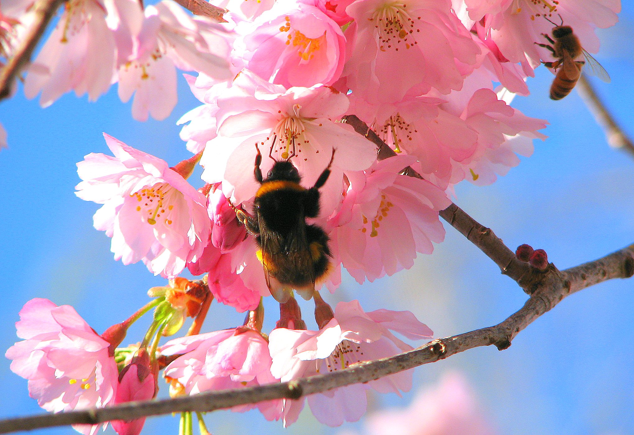 167613 descargar fondo de pantalla animales, abeja, insectos: protectores de pantalla e imágenes gratis