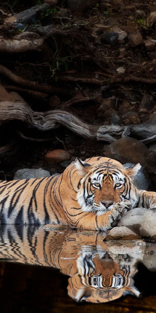 Пробуждение тигра. Тигр. Тигр в воде. Тигр на заставку. Тигр в засаде.