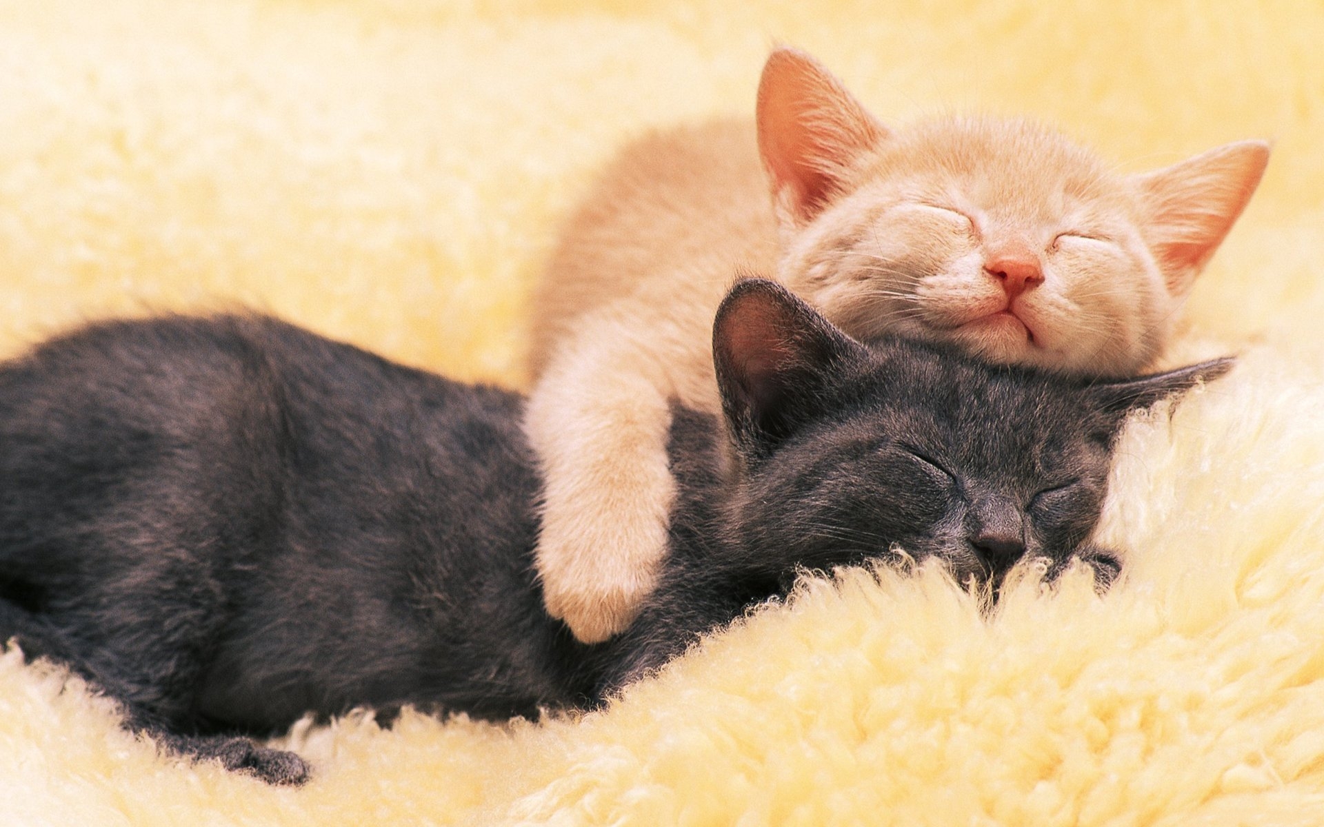 Картинка любимые спят. Котики обнимаются. Нежные котята. Спящие котики.