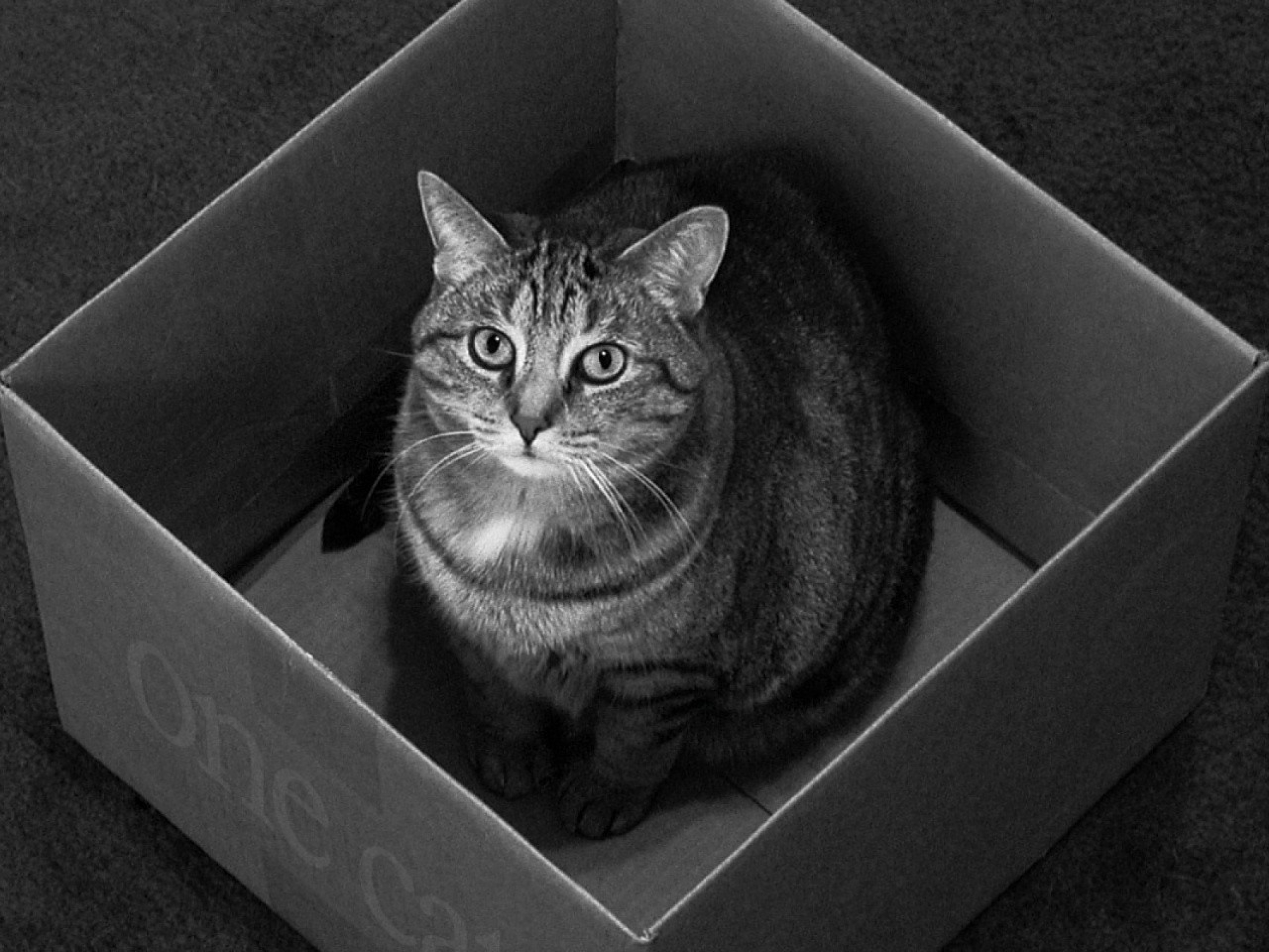 Cat box