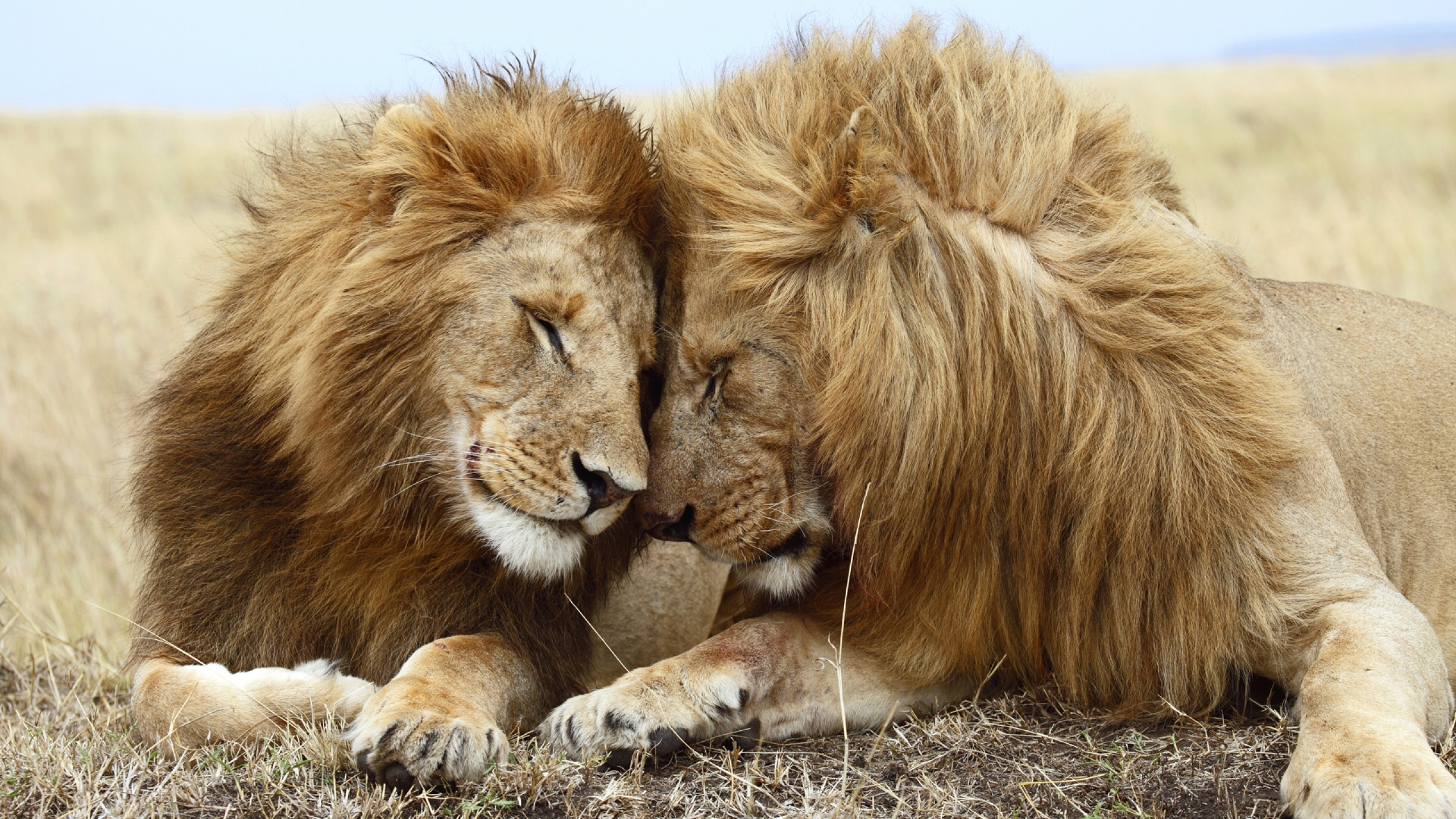 367163 下載圖片 动物, 狮子, 猫 - 免費壁紙和屏保