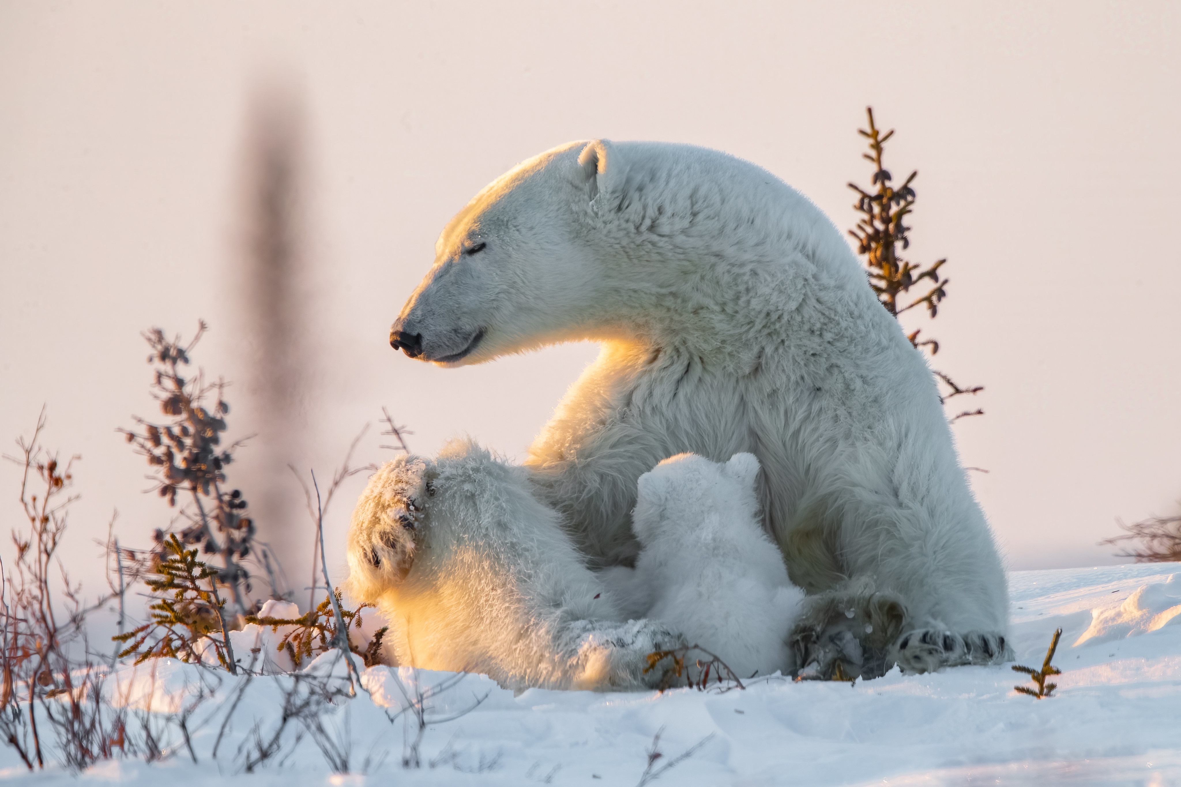 Снежные медведи (иллюстрации Сары Фокс-Дэвис)