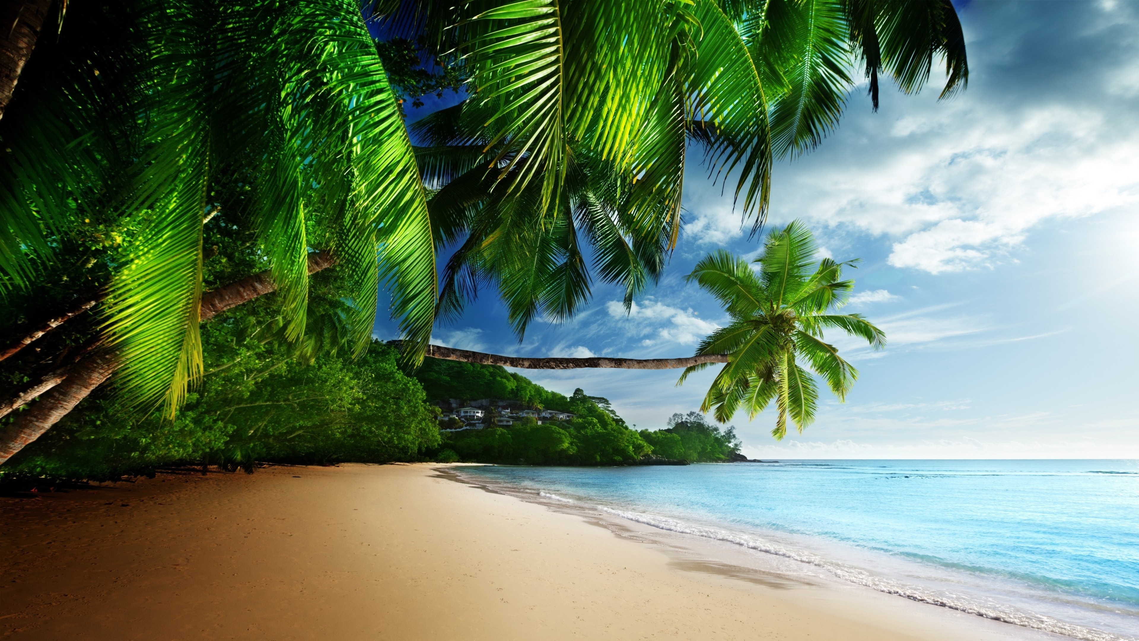 sea, beach, ocean, palm tree, seashore, earth, tropical Smartphone Background
