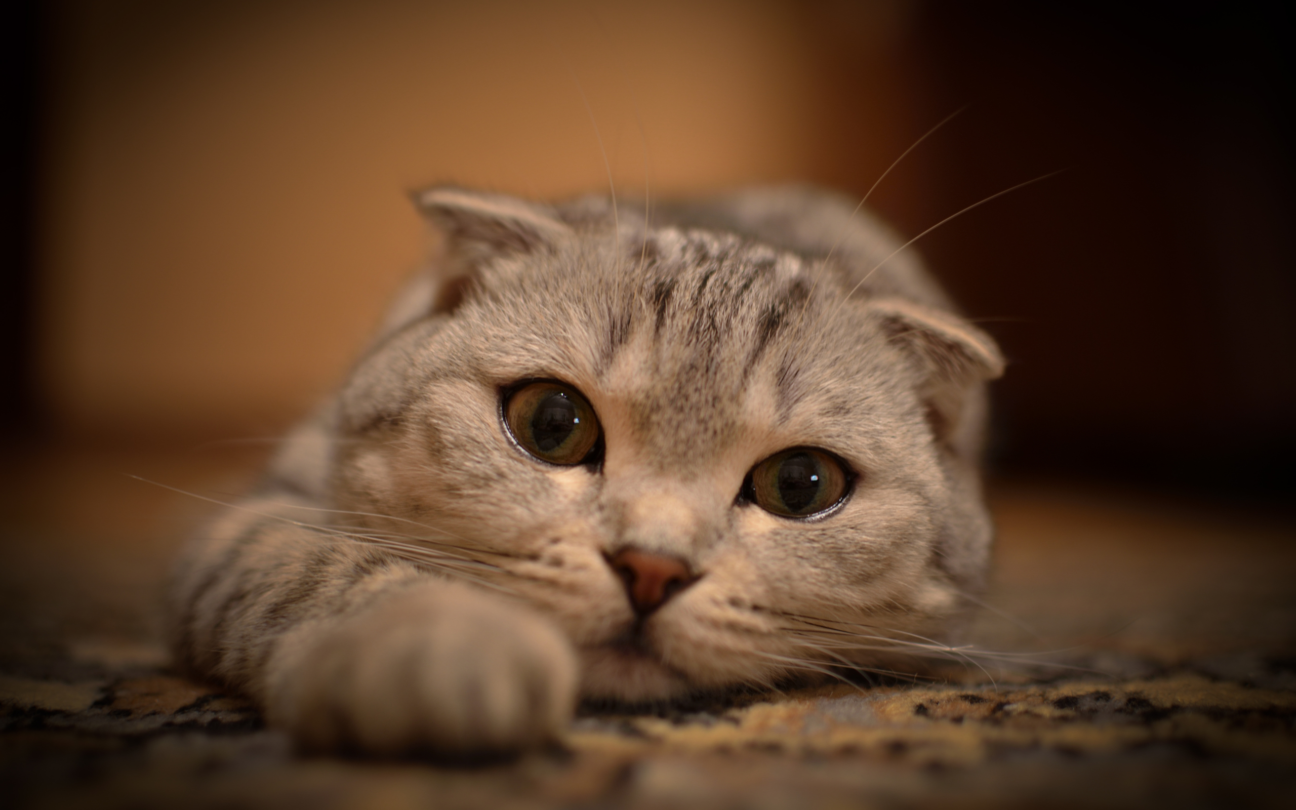 Шотландская вислоухая кошка грустная