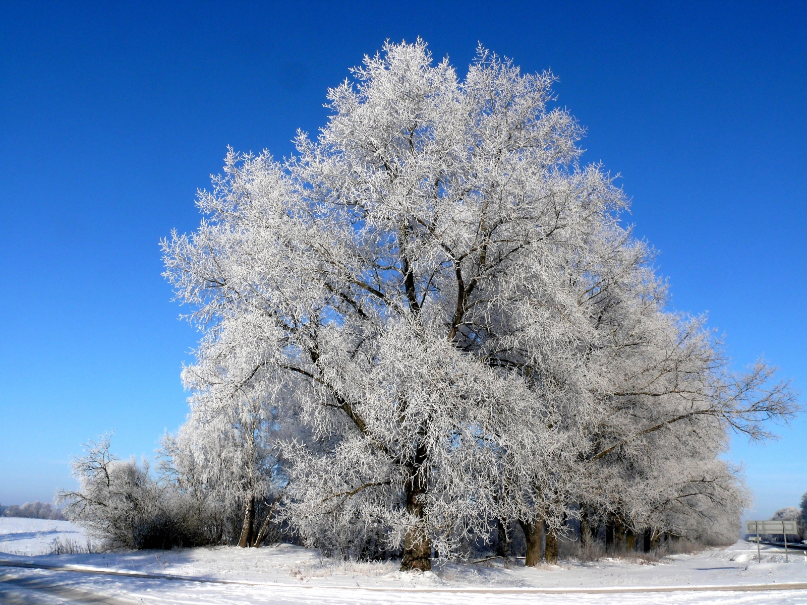 Скачать картинку Деревья, Снег, Зима, Растения в телефон бесплатно.