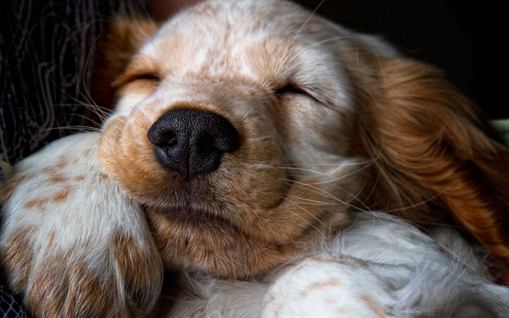 animals, muzzle, puppy, sleep, dream, nose Full HD