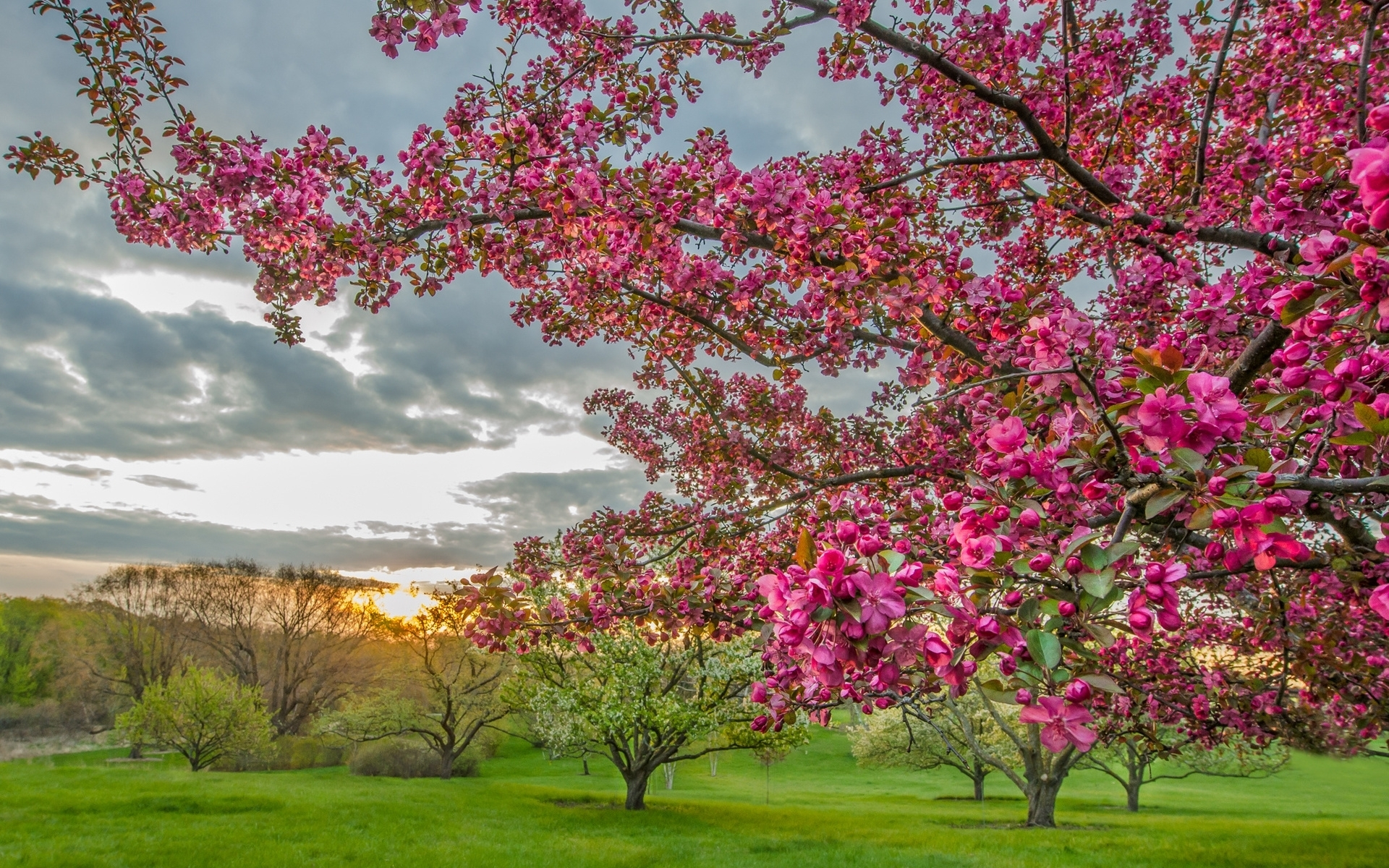 Скачать картинку Деревья, Дерево, Поле, Весна, Цветущие, Земля/природа, Розовый Цветок в телефон бесплатно.