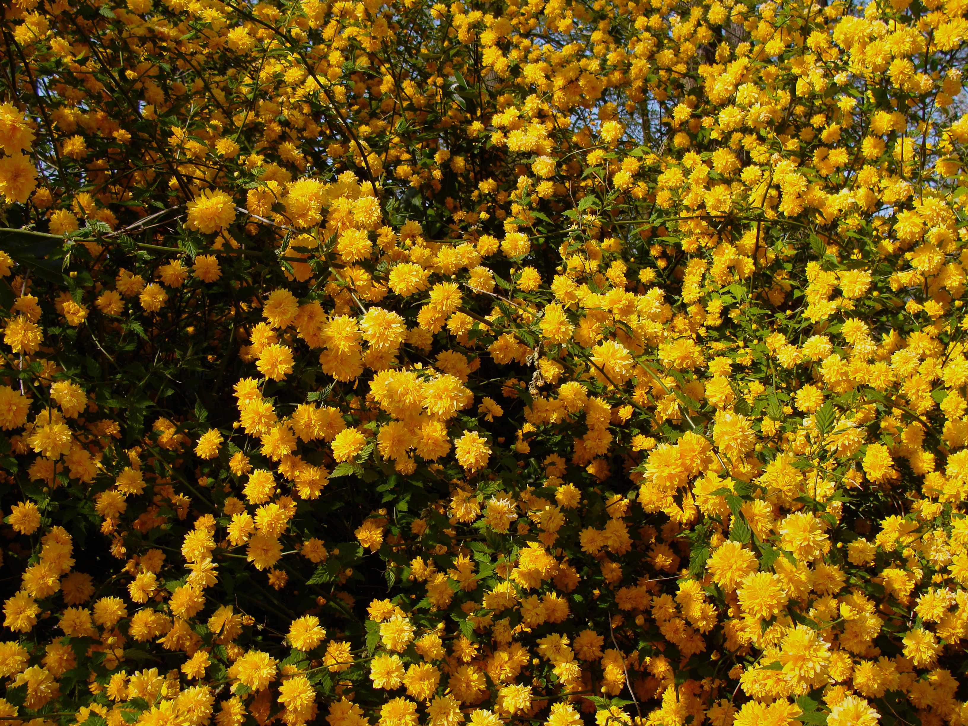 Желтый цветущий кустарник фото с названиями