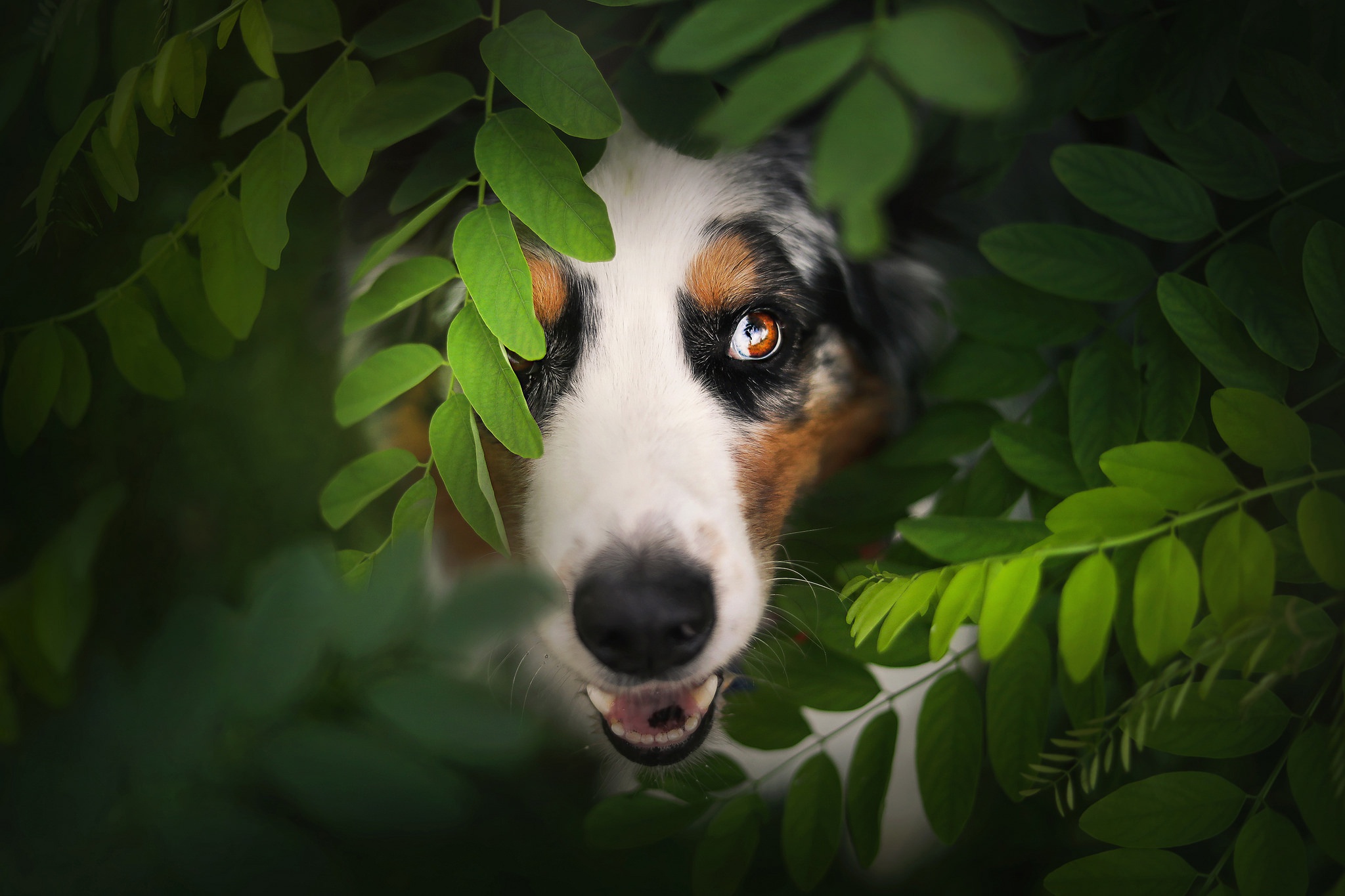 Free download wallpaper Dogs, Dog, Muzzle, Leaf, Animal, Australian Shepherd on your PC desktop
