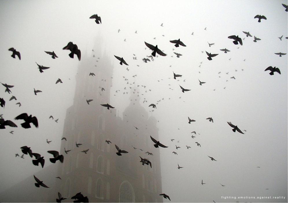 bird, summer, flock of birds, animal, fog