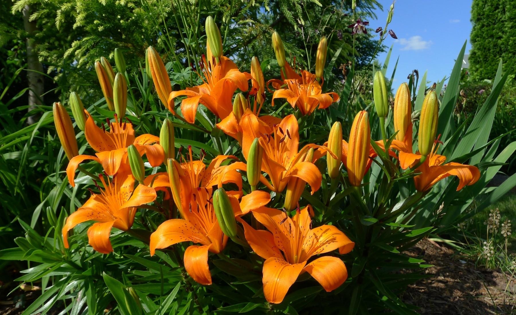 flowers, lilies, flower bed, flowerbed, sunny Panoramic Wallpaper