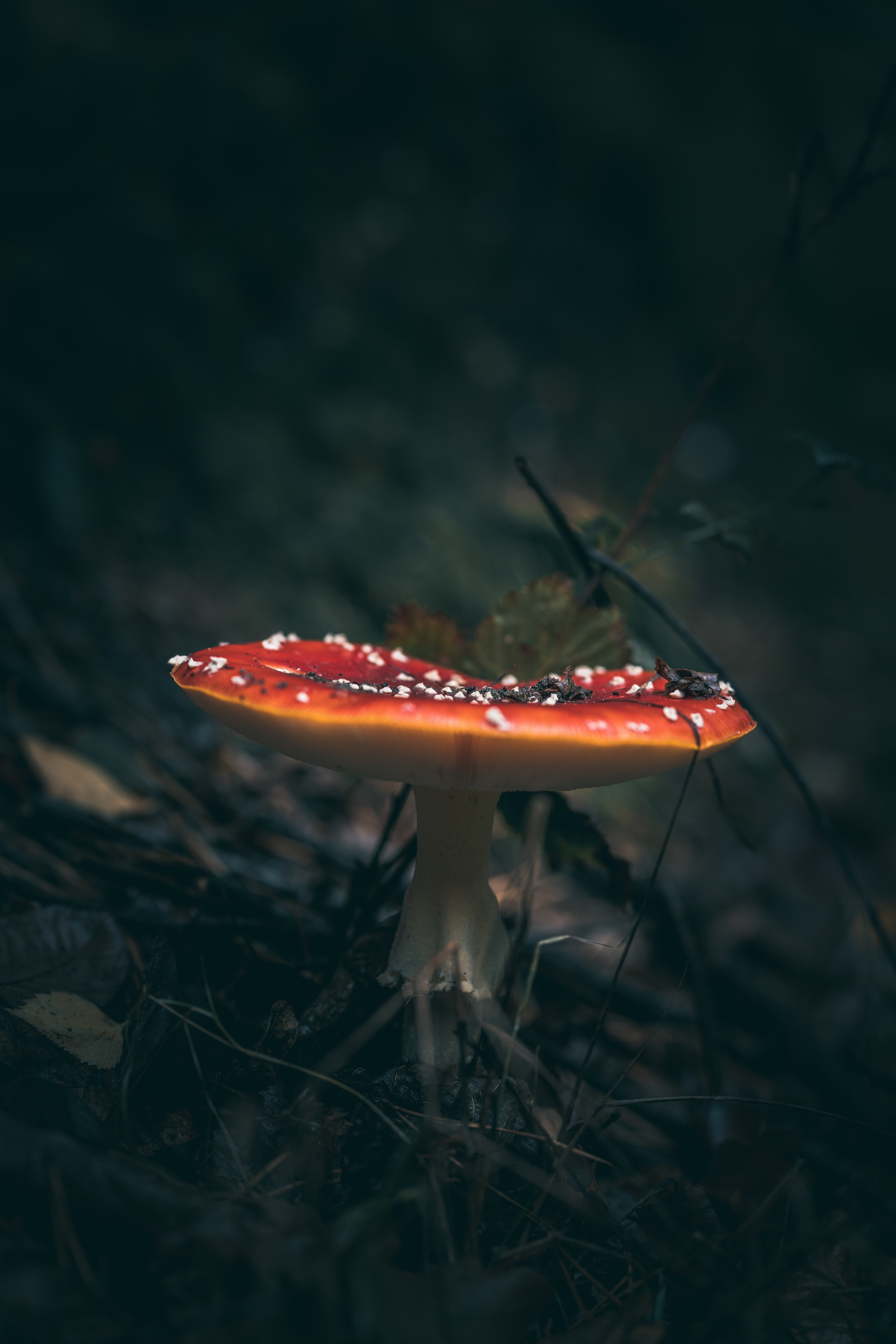 mushroom, grass, macro, fly agaric for android