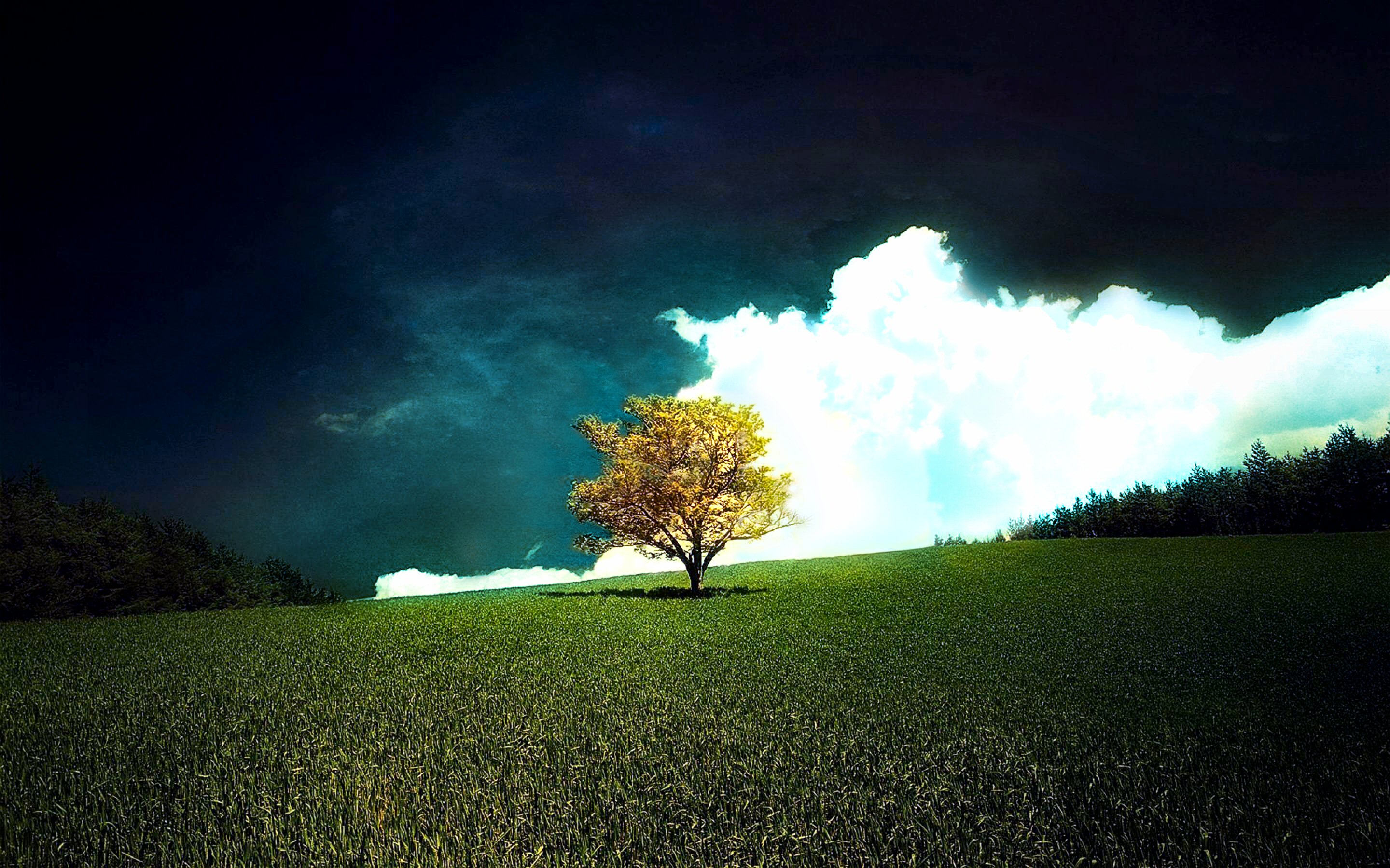 1464963 免費下載壁紙 天空, 自然, 树, 云, 场地, 孤独的树, 草地 屏保和圖片