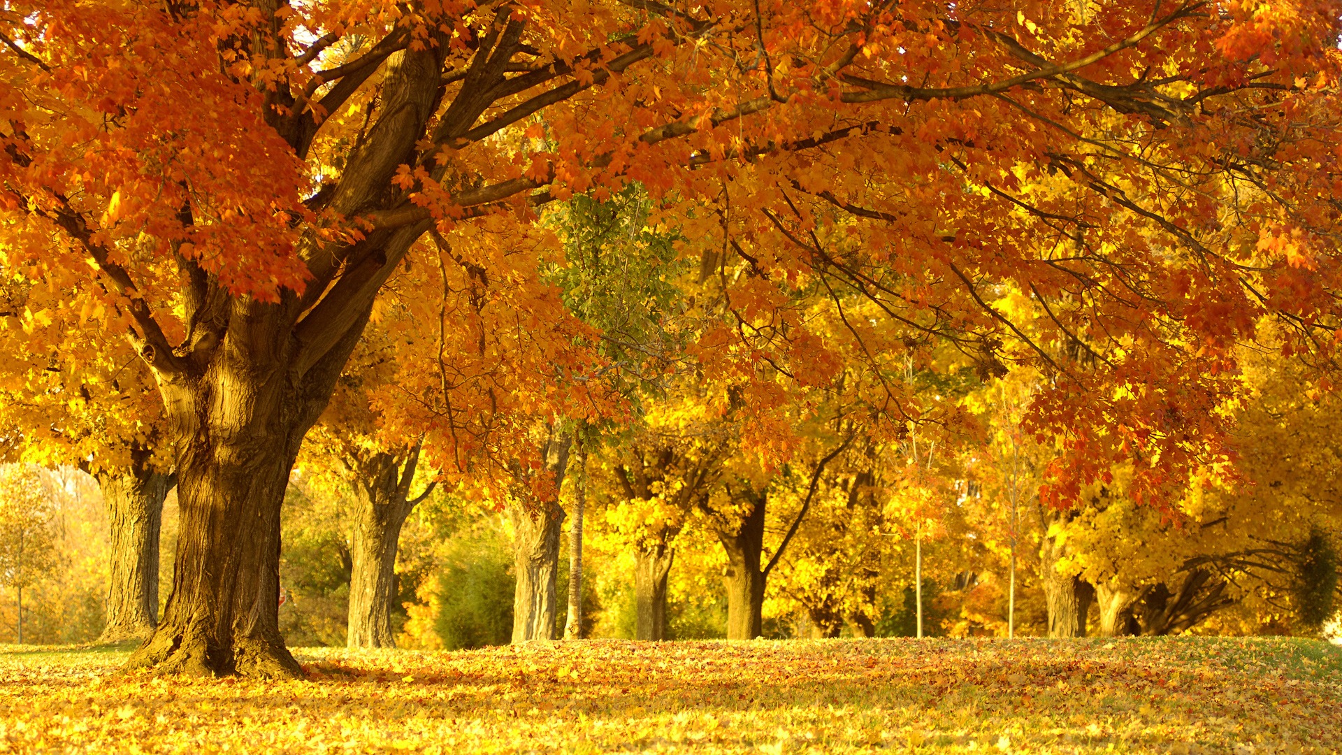 162964 免費下載壁紙 自然, 秋季 屏保和圖片