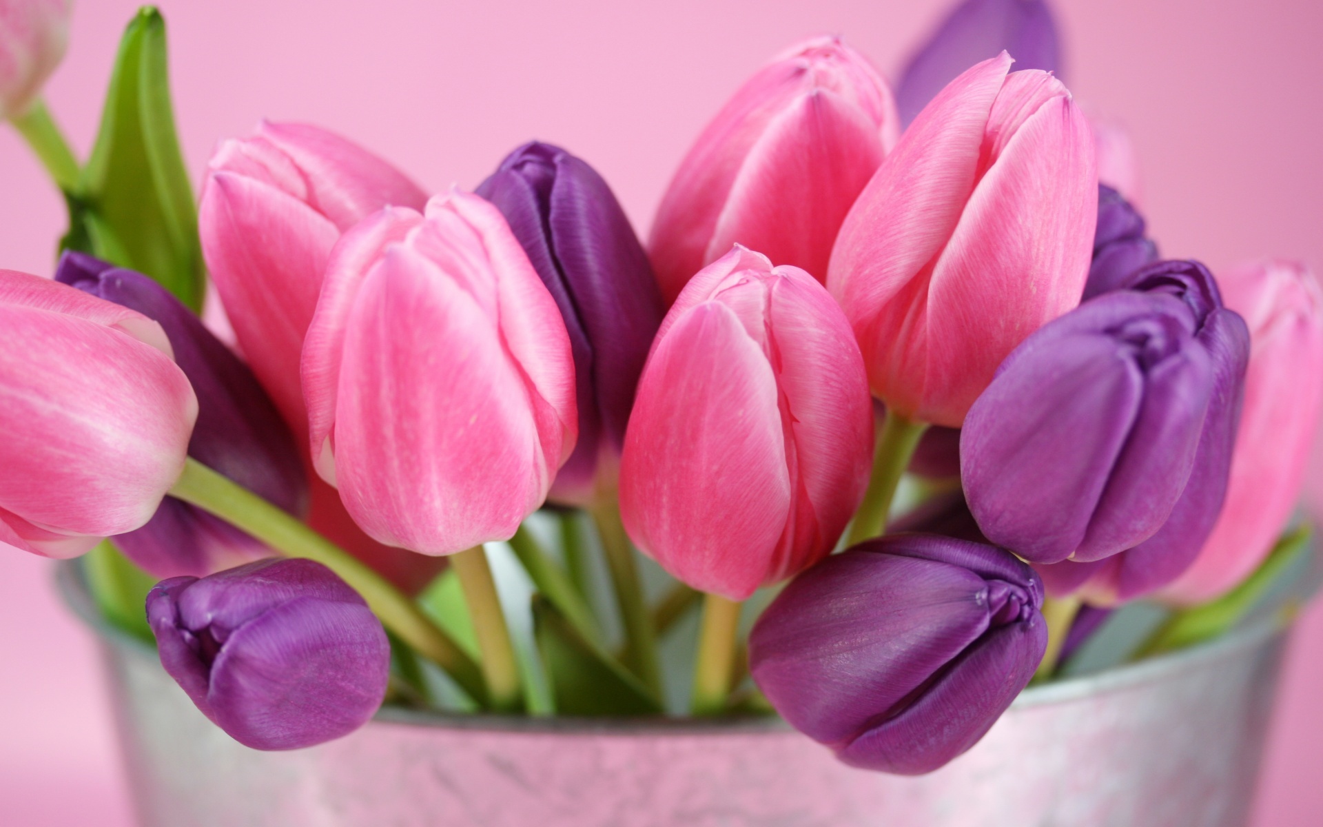 40430 завантажити картинку тюльпани, рослини, квіти, червоний - шпалери і заставки безкоштовно