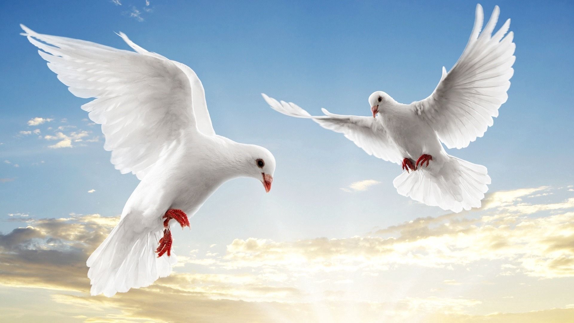 137542 скачать обои голуби, животные, небо, свет, пара, голубой, полет, белый - заставки и картинки бесплатно
