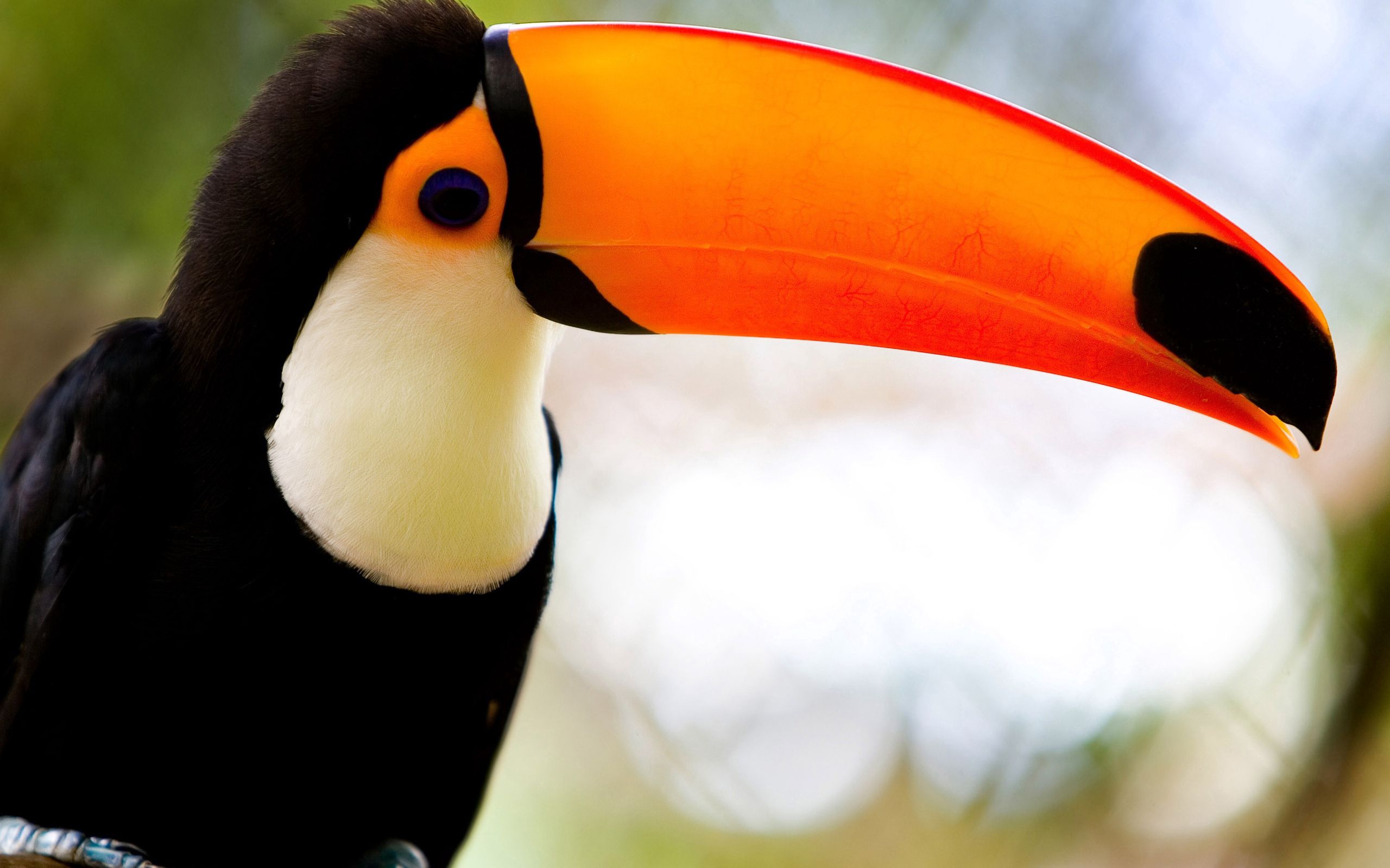 animals, toucan, bird, beak, exotic cellphone