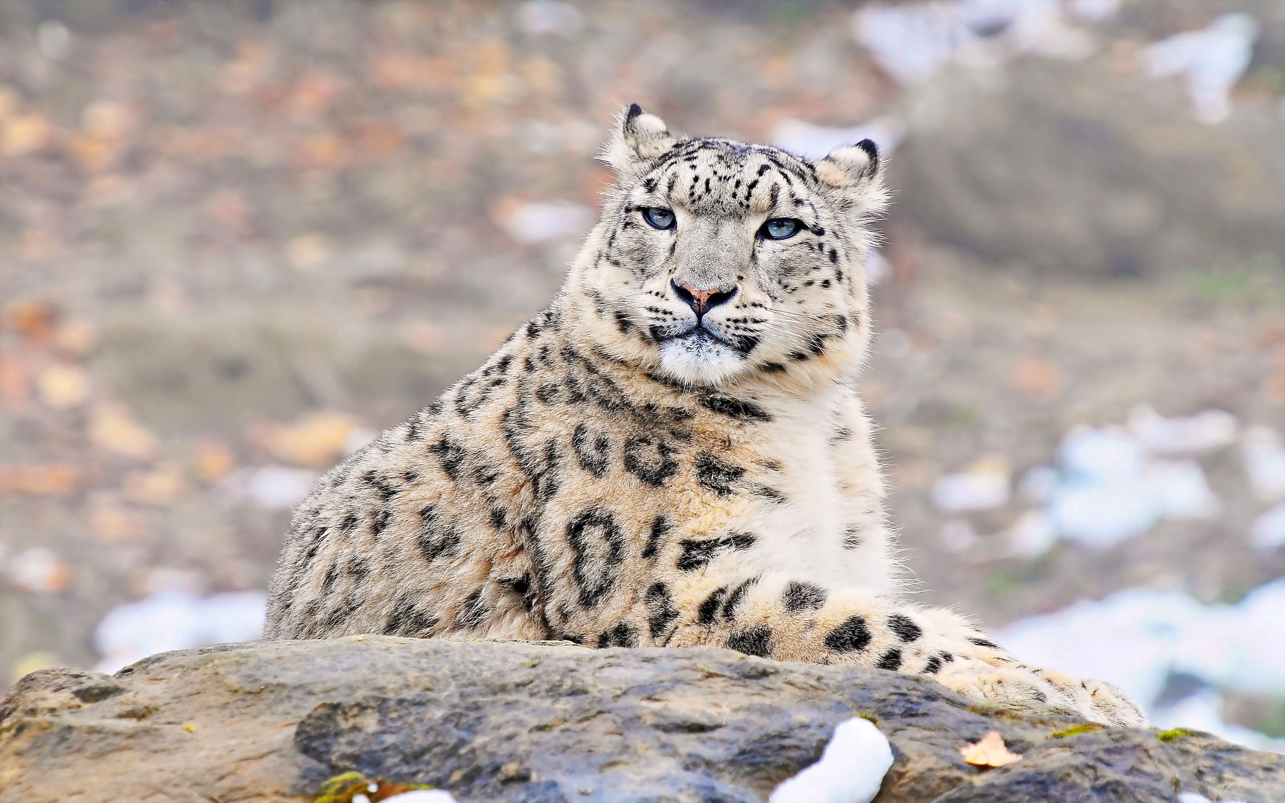 136130 télécharger l'image snow leopard, animaux, se coucher, mensonge, prédateur, pierre, un rocher - fonds d'écran et économiseurs d'écran gratuits