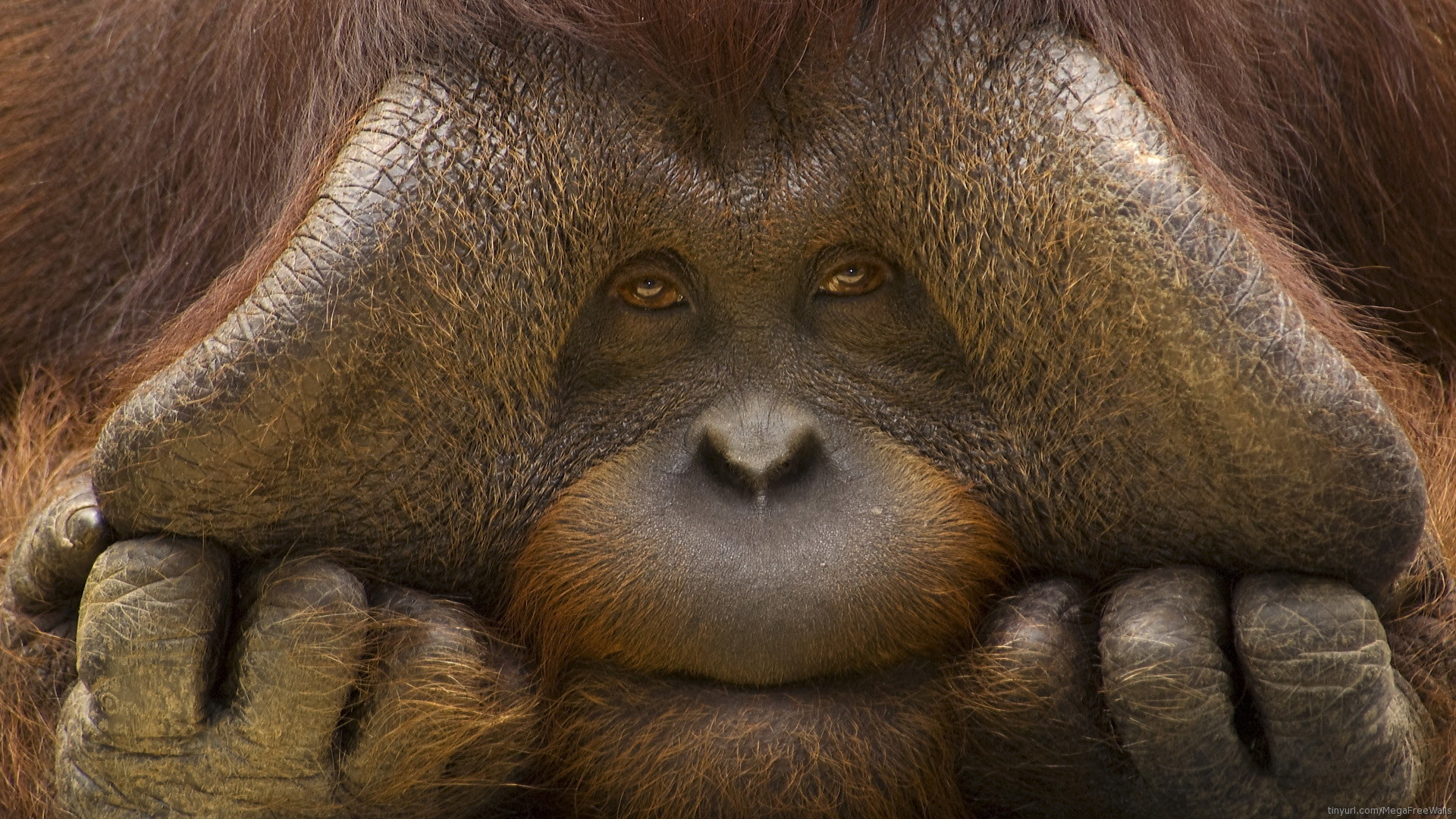 263186 télécharger le fond d'écran animaux, orang outan, singe, singes - économiseurs d'écran et images gratuitement