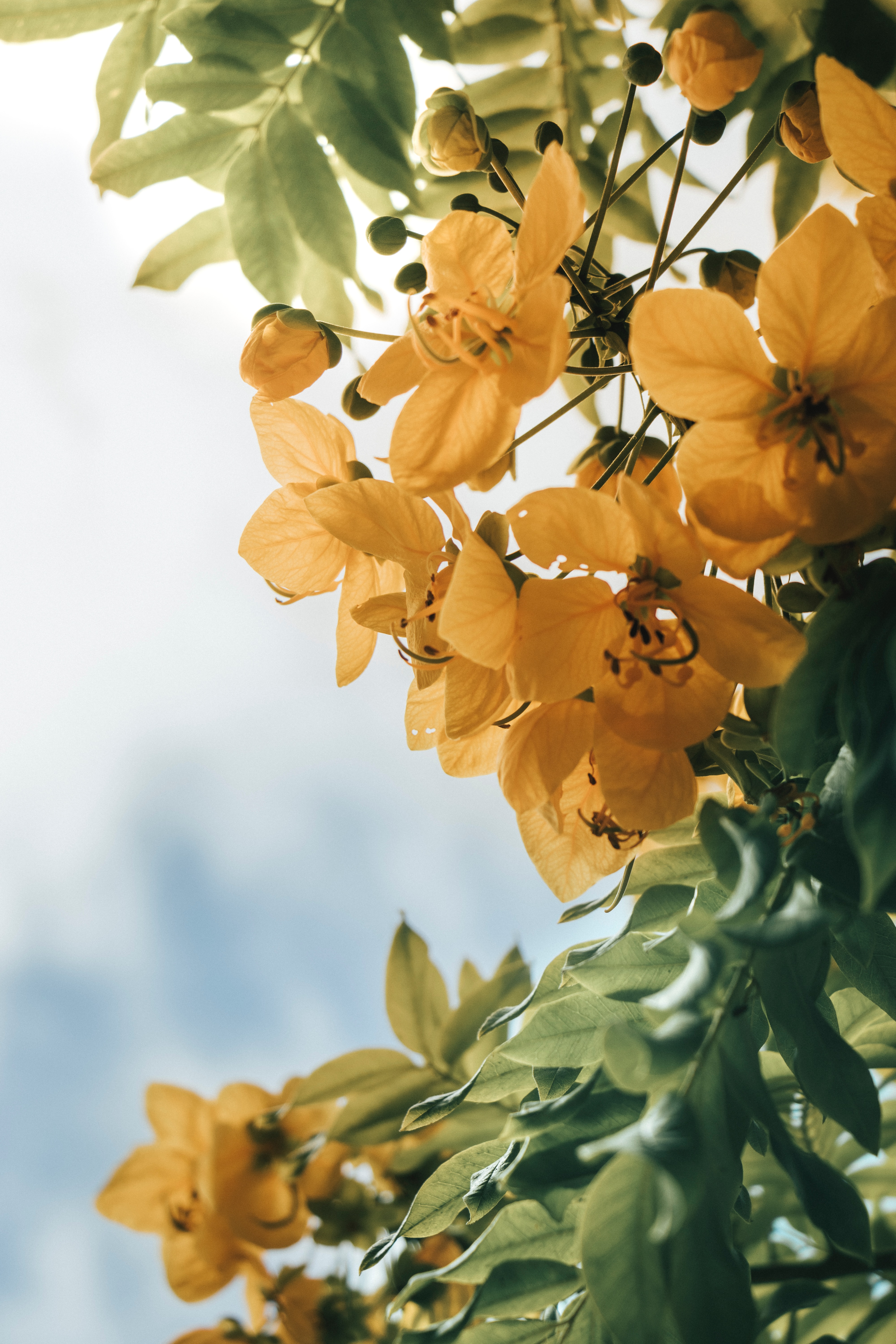 Скачать картинку Растение, Желтый, Листья, Цветы в телефон бесплатно.