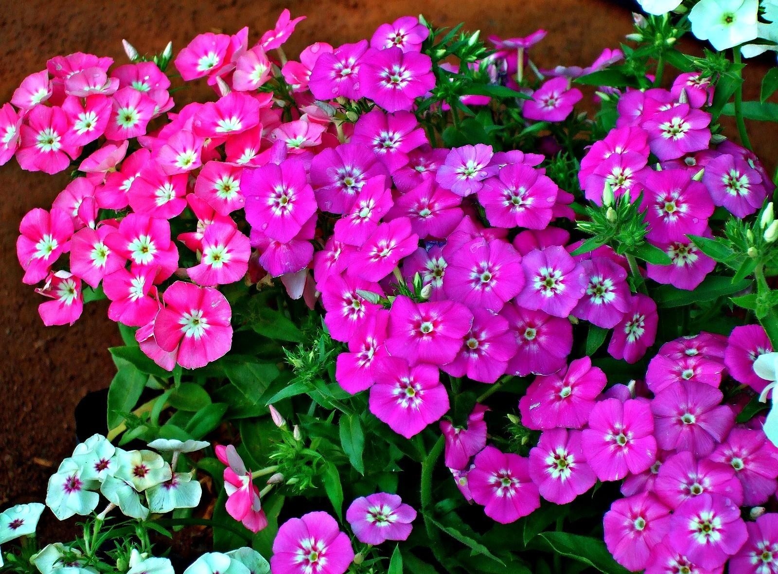 Мелкие цветы на клумбе фото и название