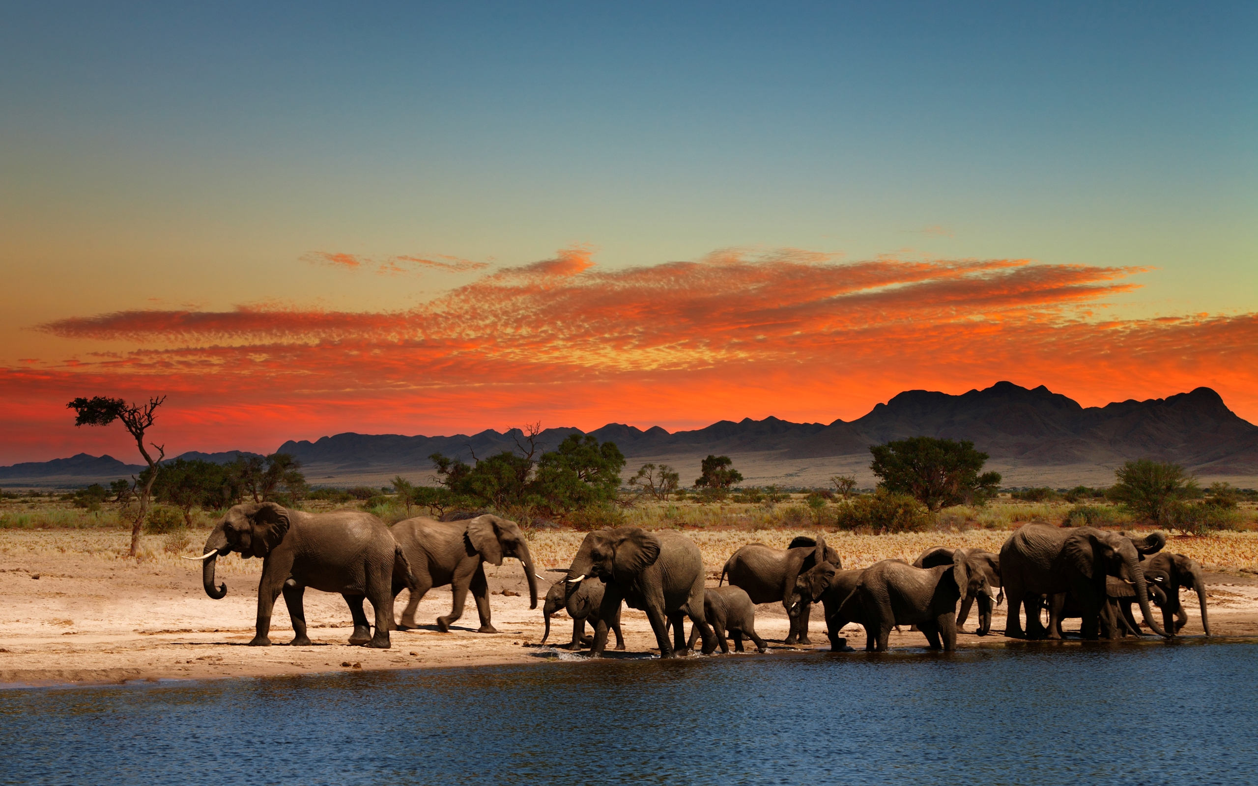 288458 завантажити картинку тварина, африканський чагарниковий слон, дитинча тварини, пейзаж, саванна, слони - шпалери і заставки безкоштовно