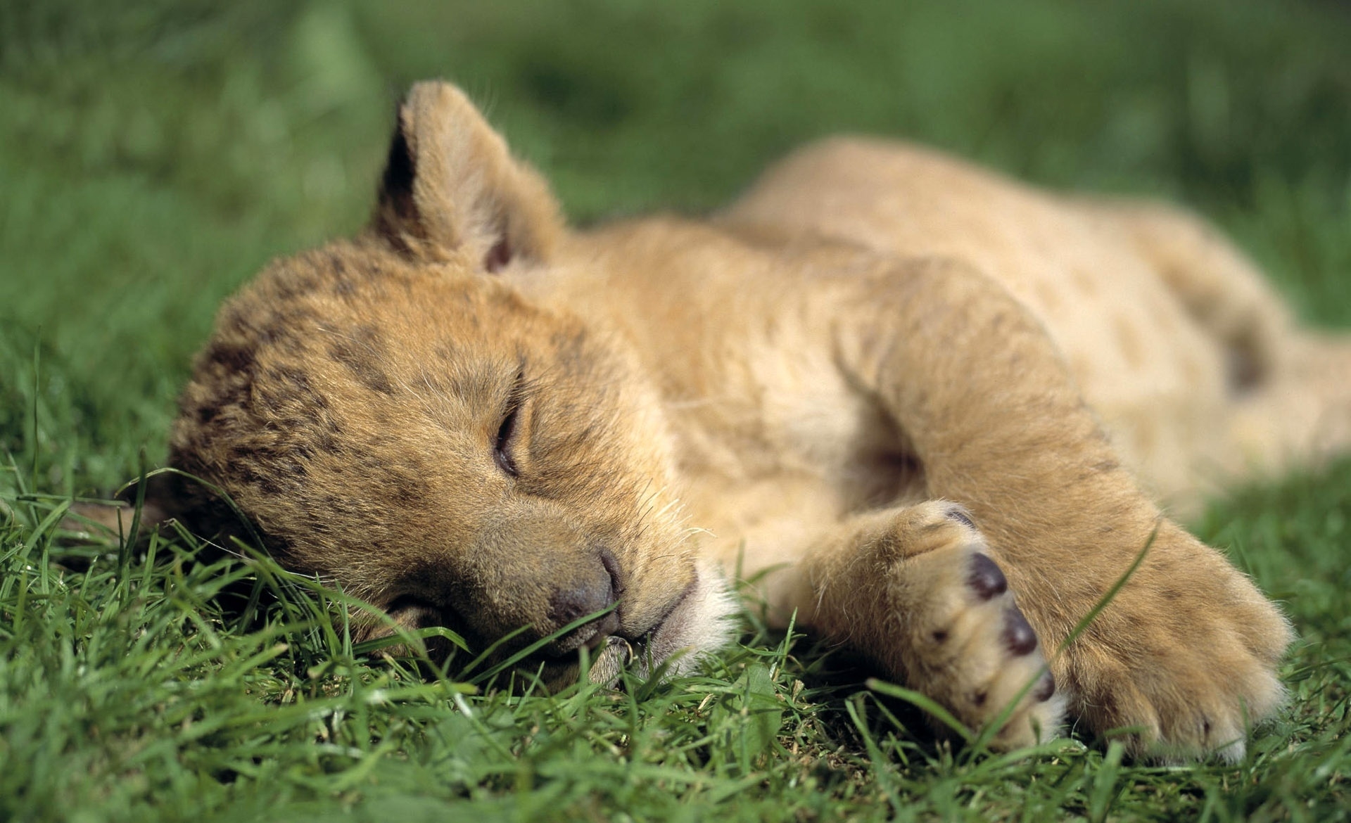 animals, grass, young, lion, predator, sleep, dream, joey, lion cub download HD wallpaper
